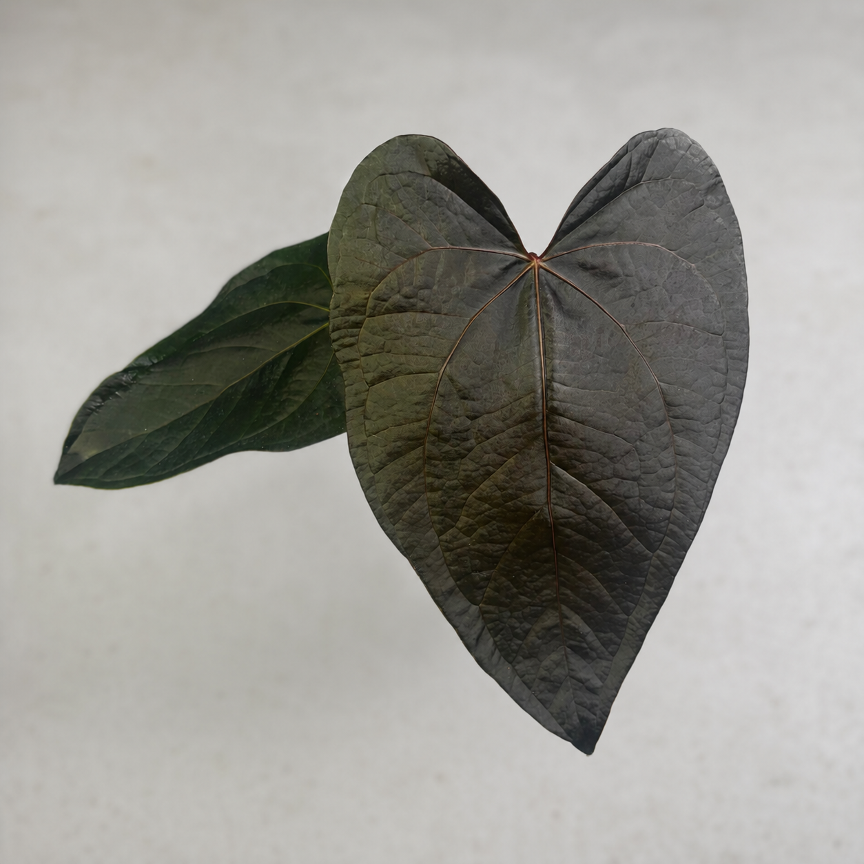 Wishlist Weekend - Begonia Ignita