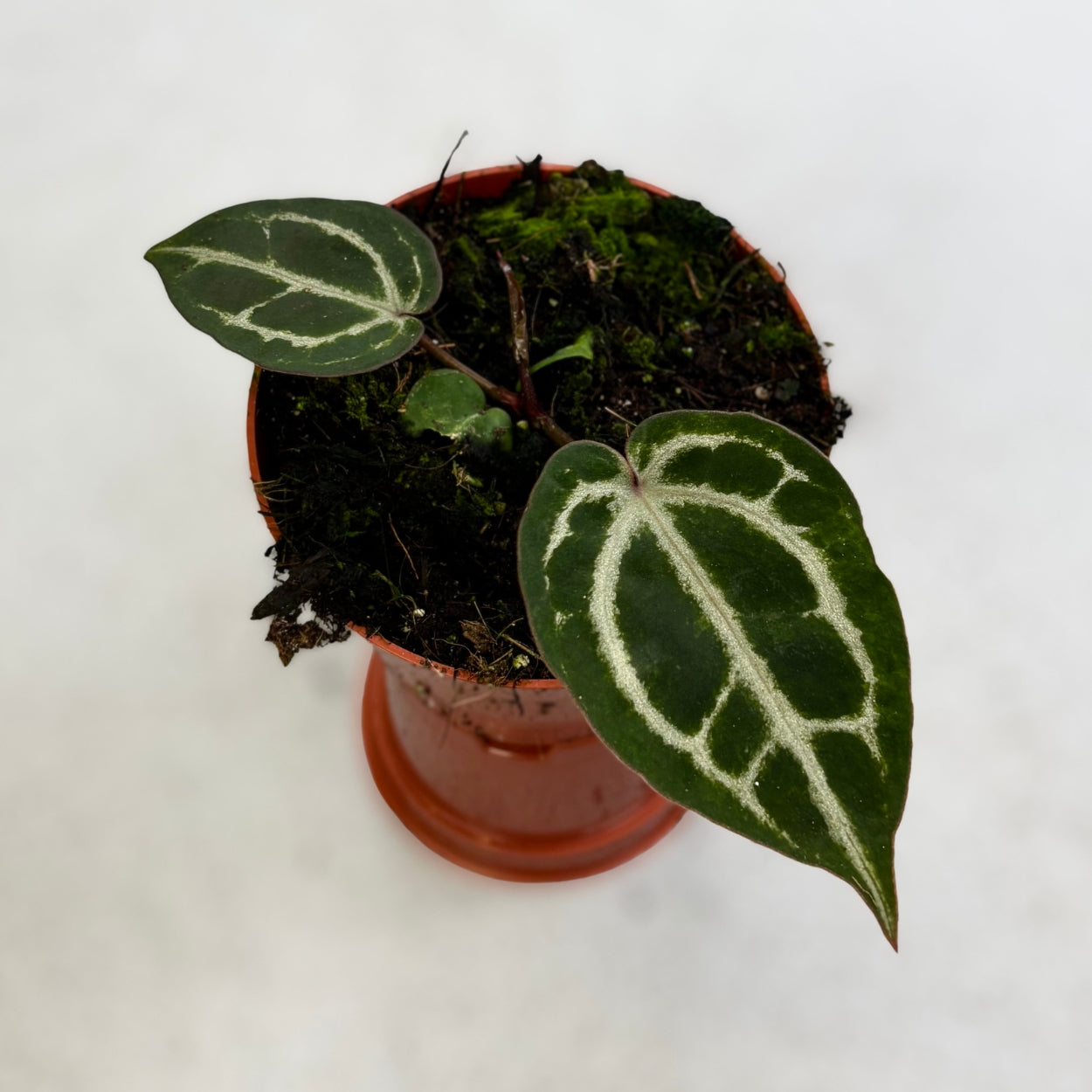 Anthurium Red Crystallinum by Downtown Plant Club