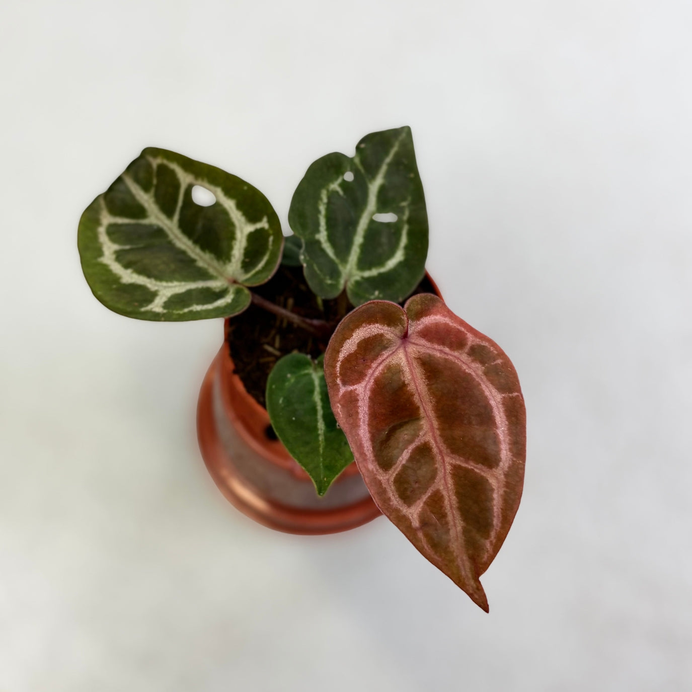 Anthurium Red Crystallinum X Michelle - Downtown Plant Club