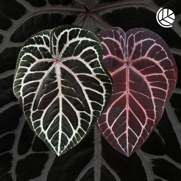 WEB限定カラー Anthurium-Red-Crystallinum-X- その他観葉植物