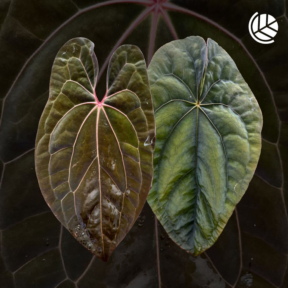 Anthurium-Red-Vein-Dark-Phoenix-X-Dressleri-Motherplant-Downtownplantclub