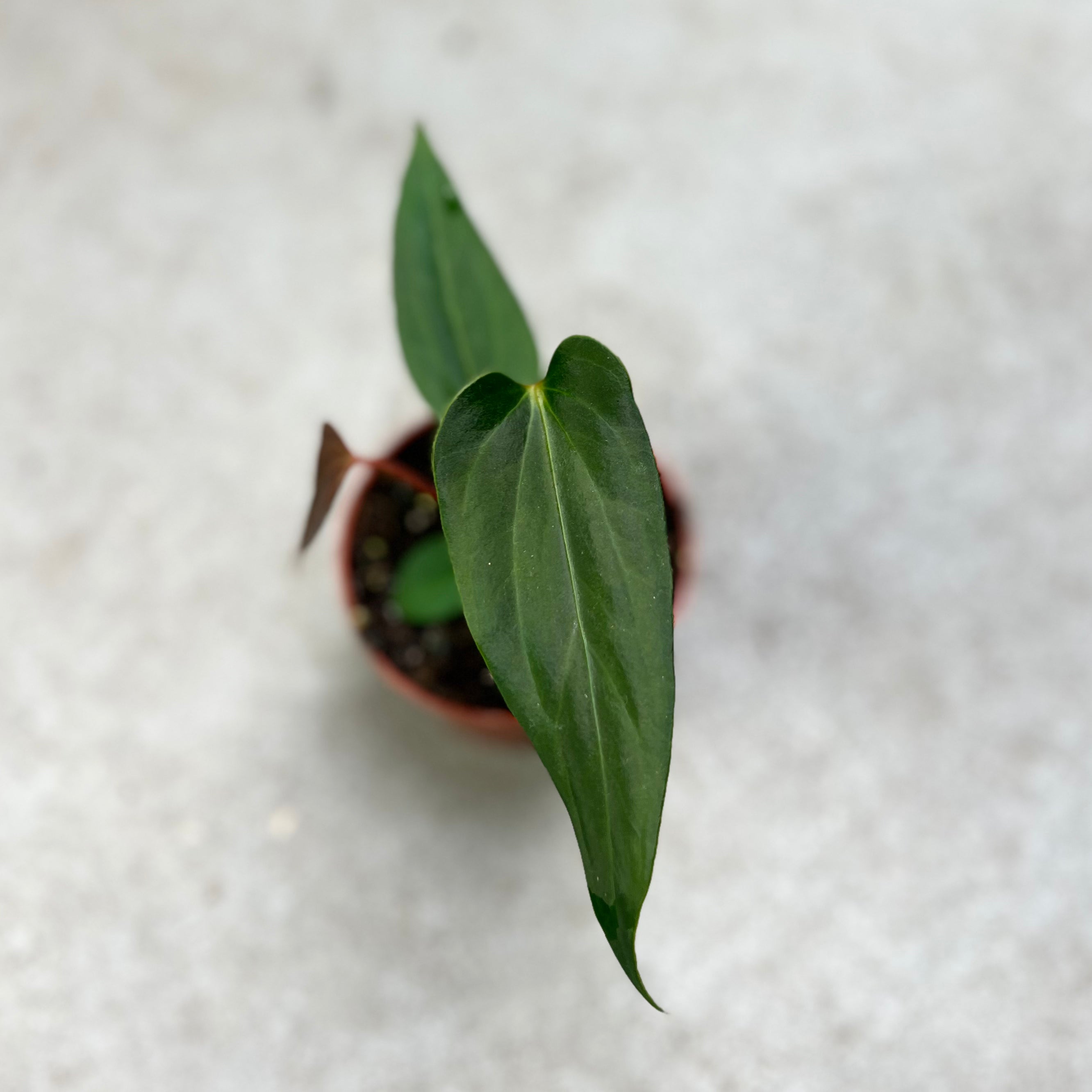 Anthurium Regale X Nigrolaminum Gigi - Downtown Plant Club