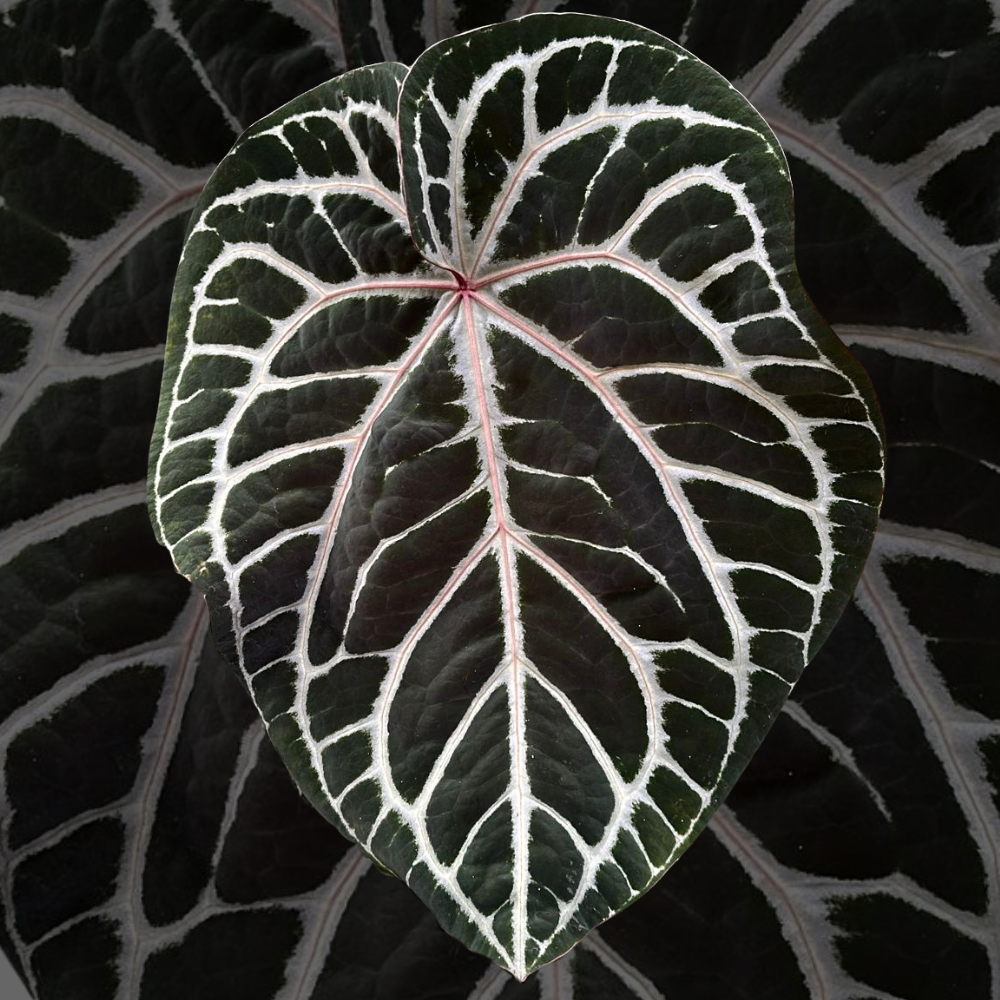 Seeds: Anthurium Michelangelo - Downtown Plant Club