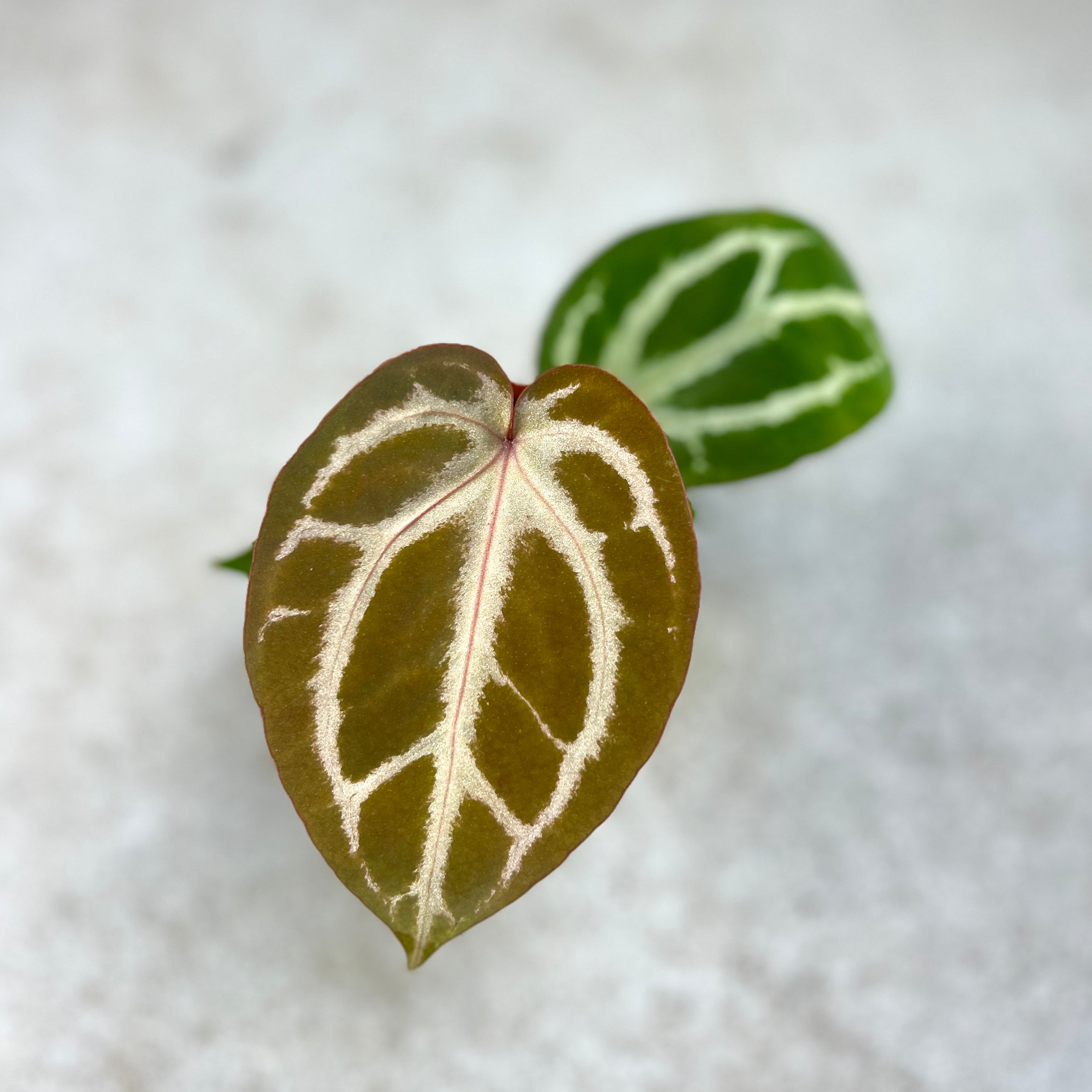 Anthurium Silver Peach X (Zara X Michelle) - Downtown Plant Club