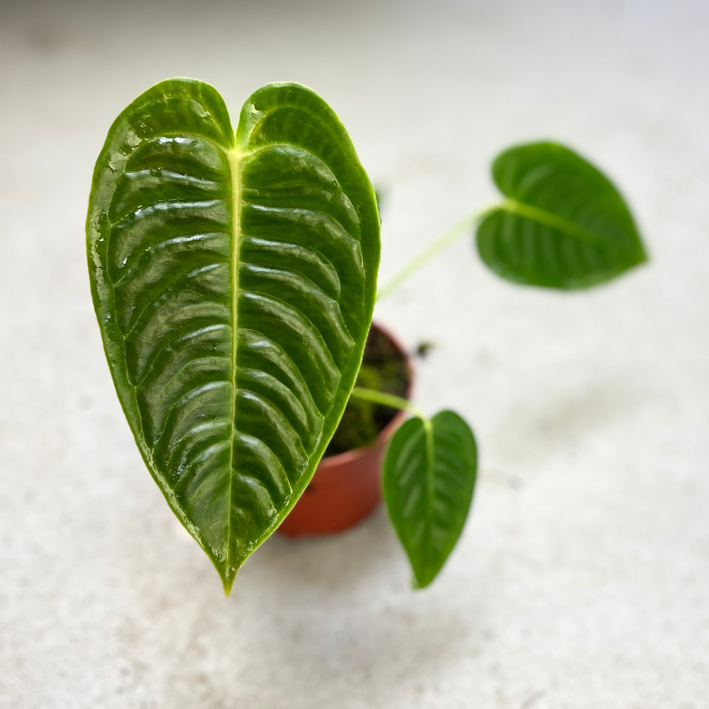 Anthurium Veitchii - Downtown Plant Club