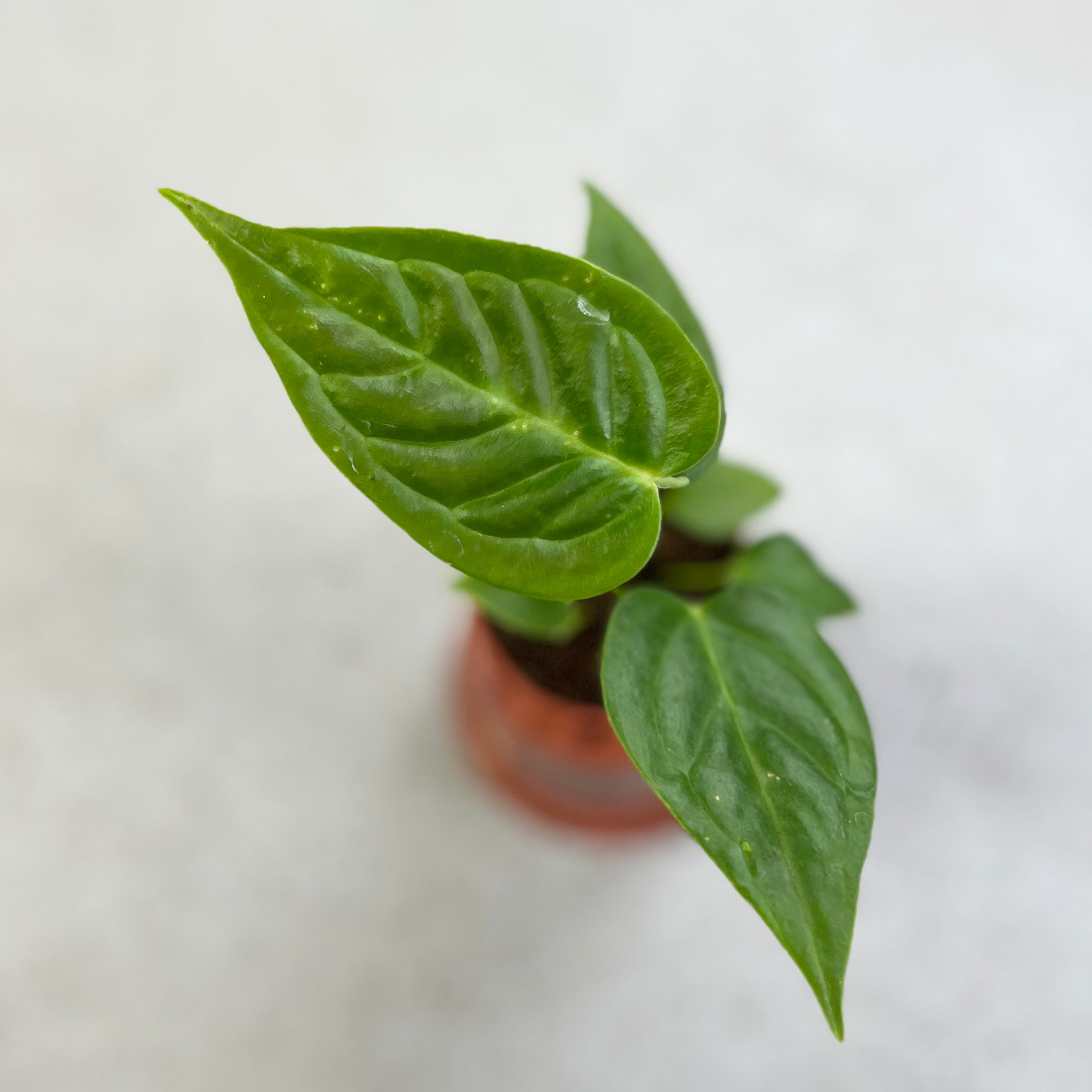 Anthurium Veitchii Narrow Form - Downtown Plant Club