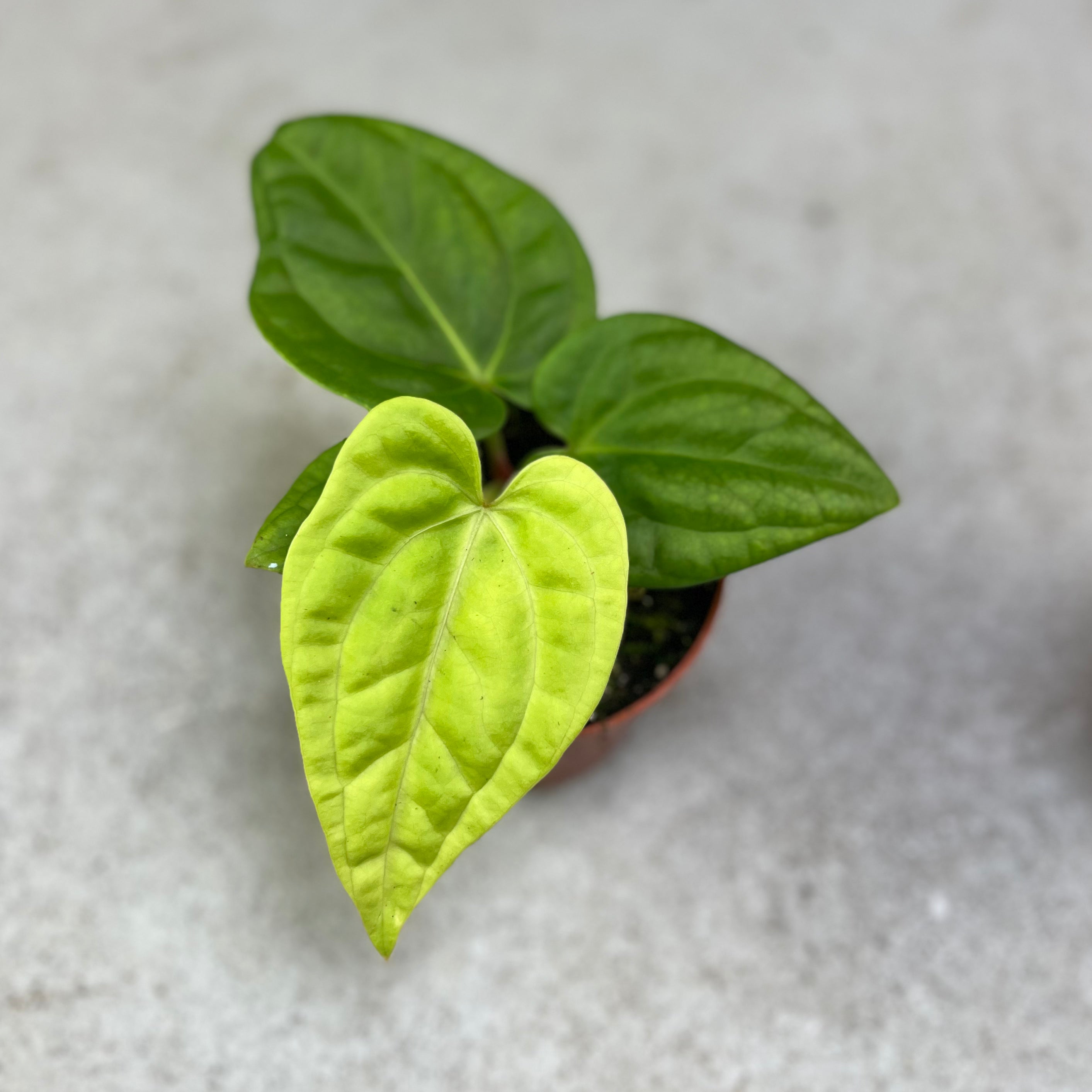 Anthurium Villeanorum X Luxurians - Downtown Plant Club