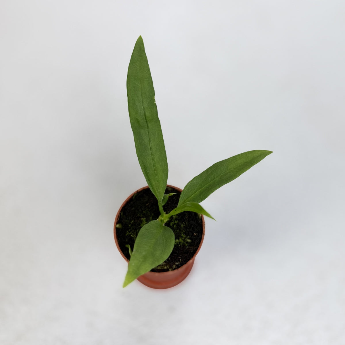 anthurium vittarifolium for sale Anthurium Vittarifolium