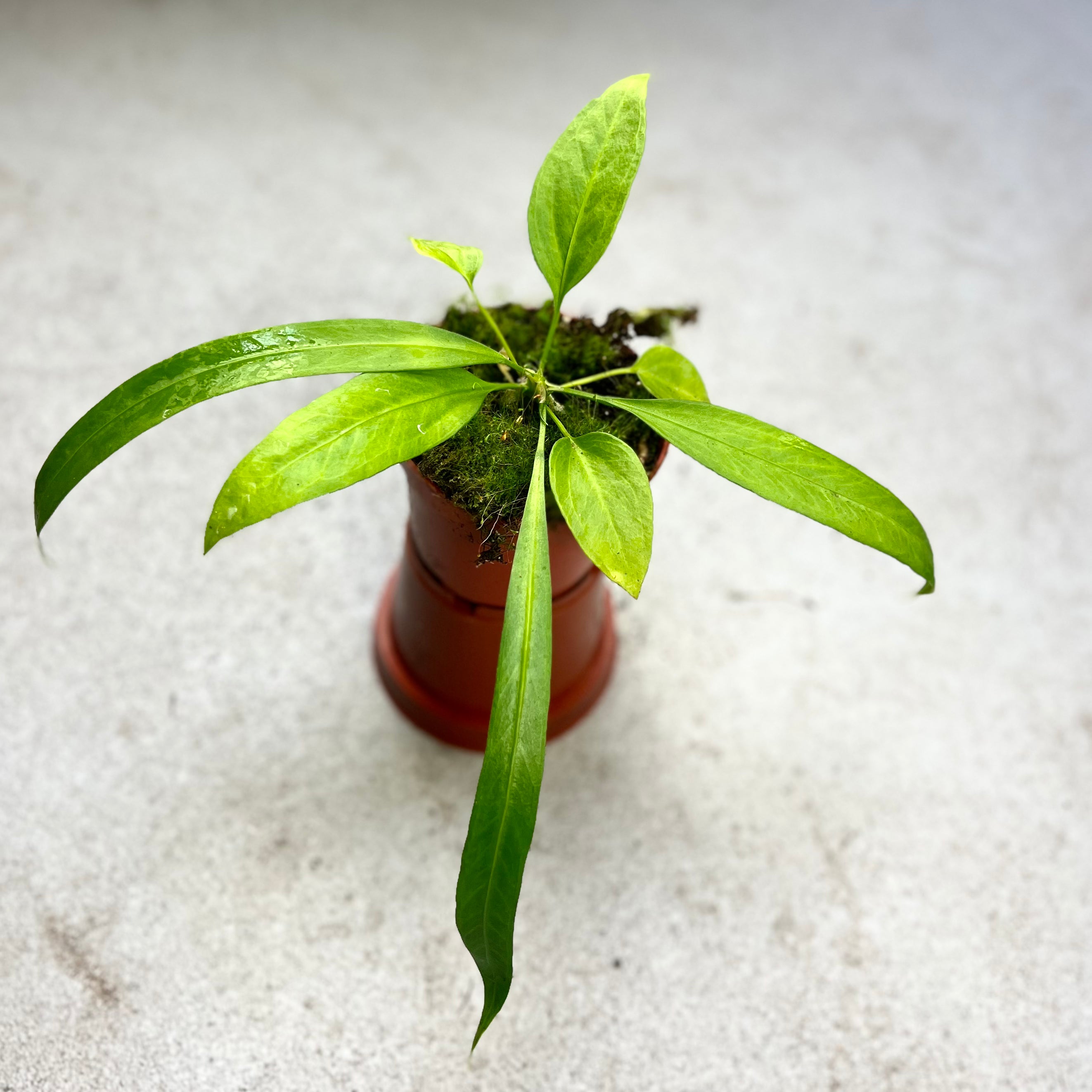 Anthurium Vittarifolium - Downtown Plant Club