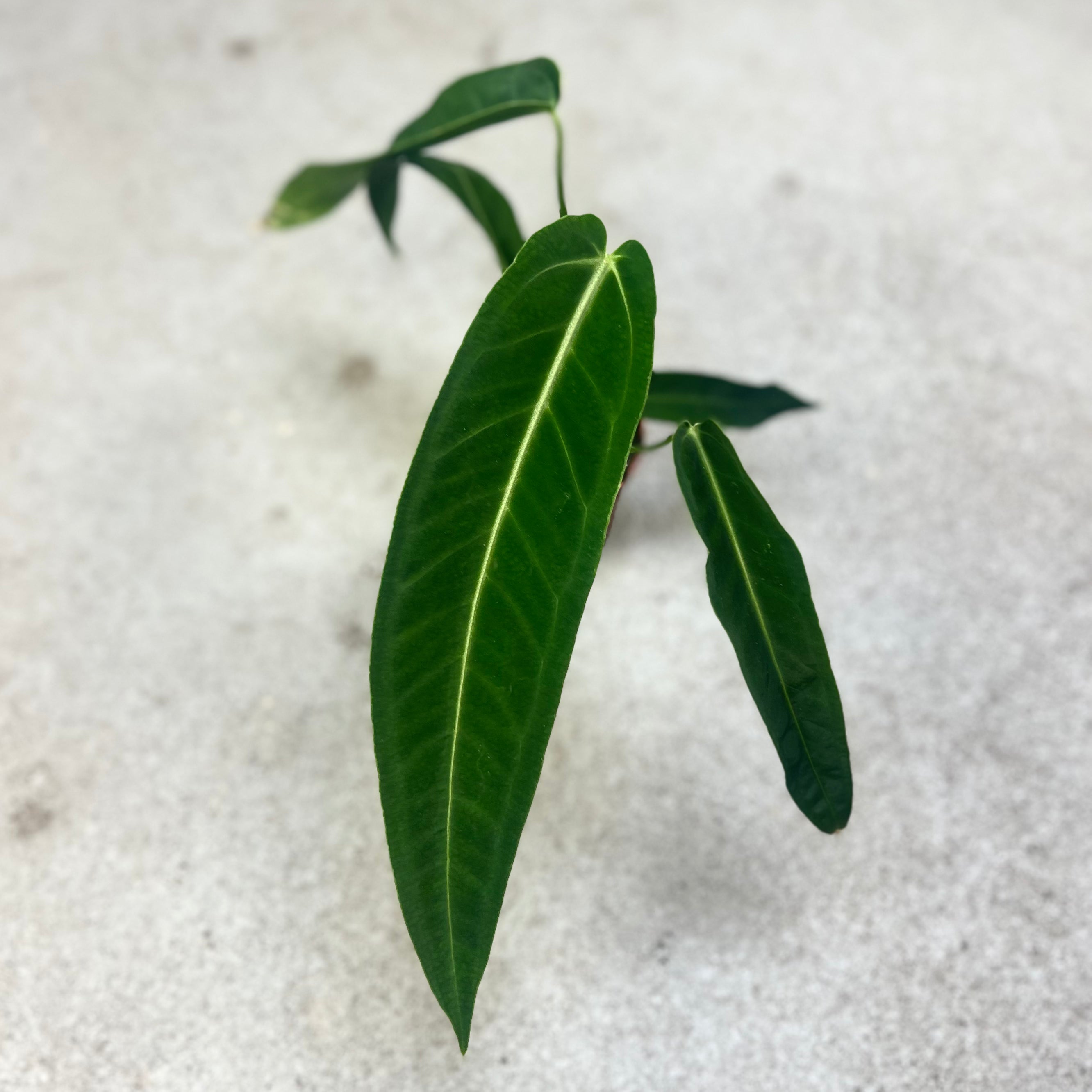 Anthurium Warocqueanum Dark Form - Downtown Plant Club