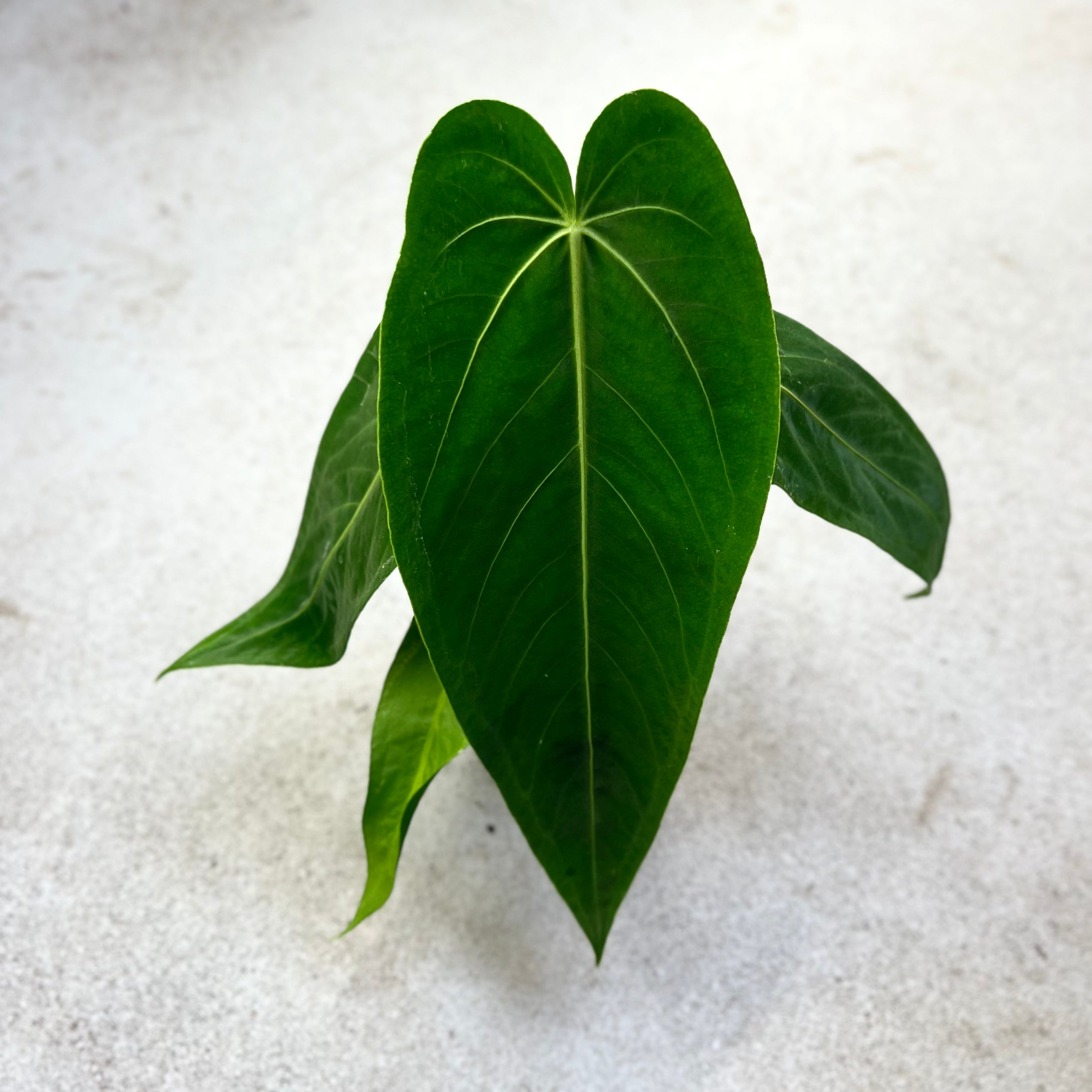 Anthurium Warocqueanum X Waterburyanum - Downtown Plant Club