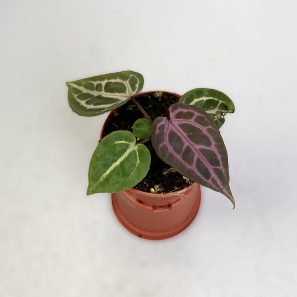 Anthurium-Zara-X-Michelle-X-