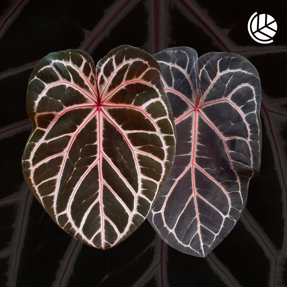 Seeds: Anthurium (Zara X Michelle) X Red Crystallinum