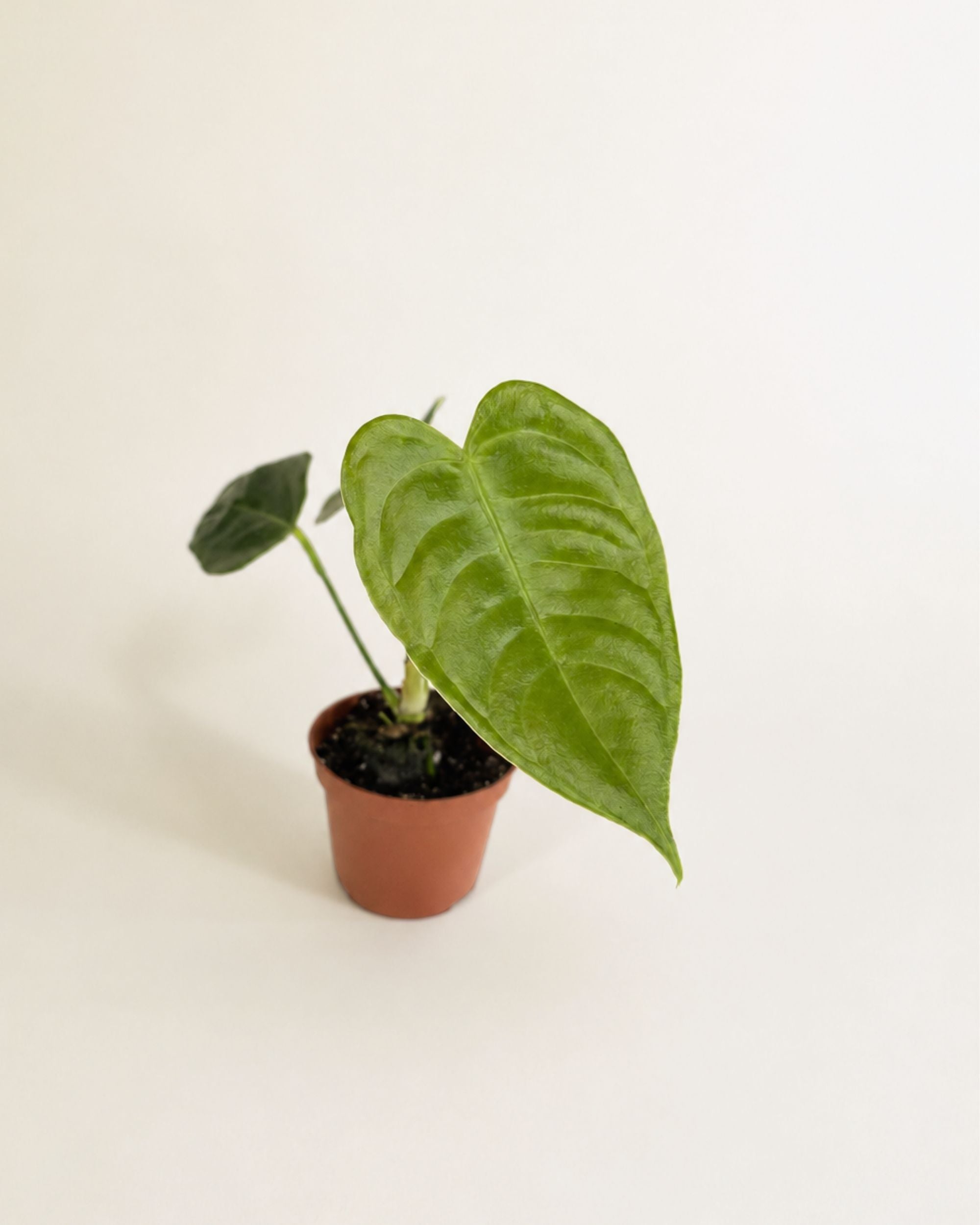 Anthurium Veitchii