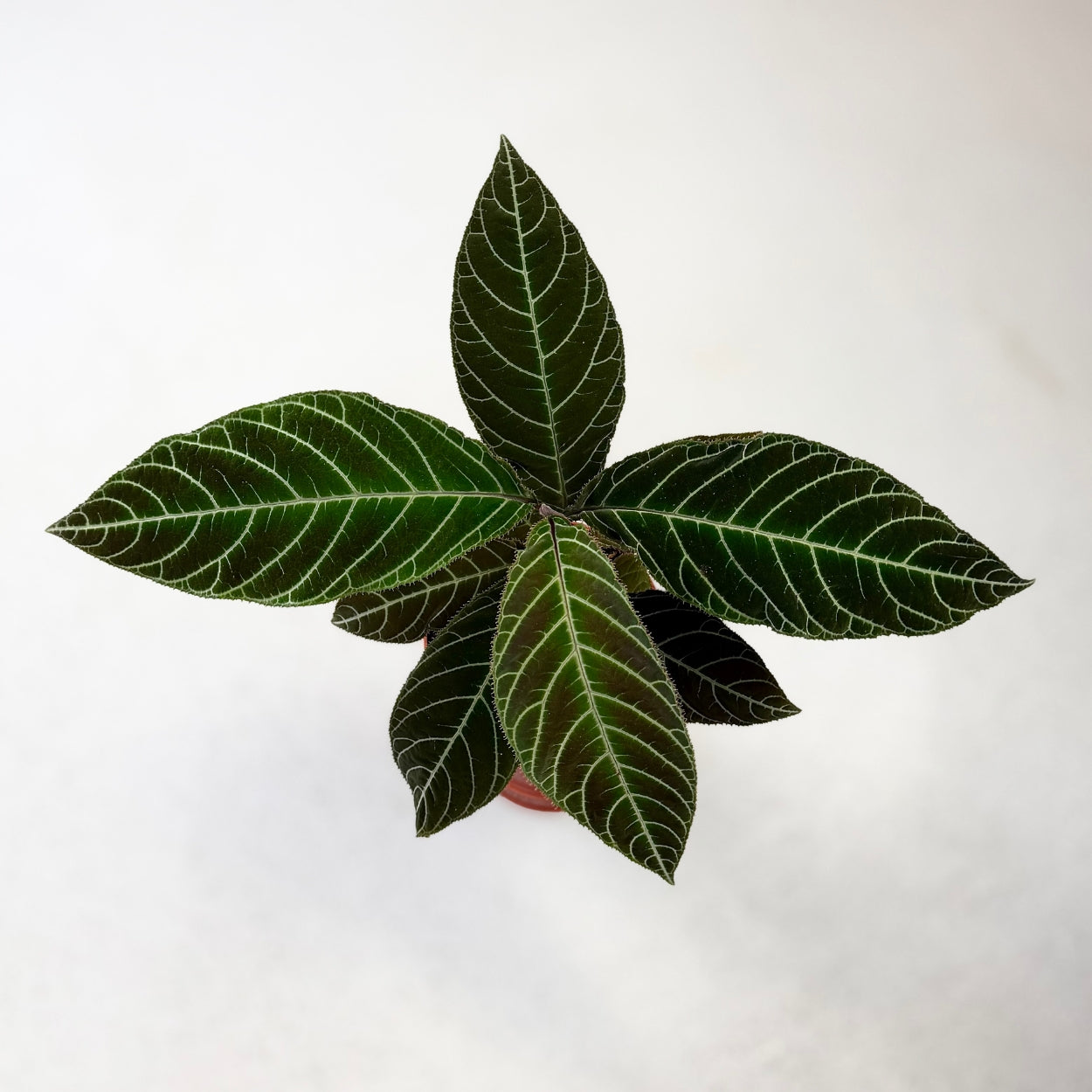 Ardisia Gigantifolia by Downtown Plant Club