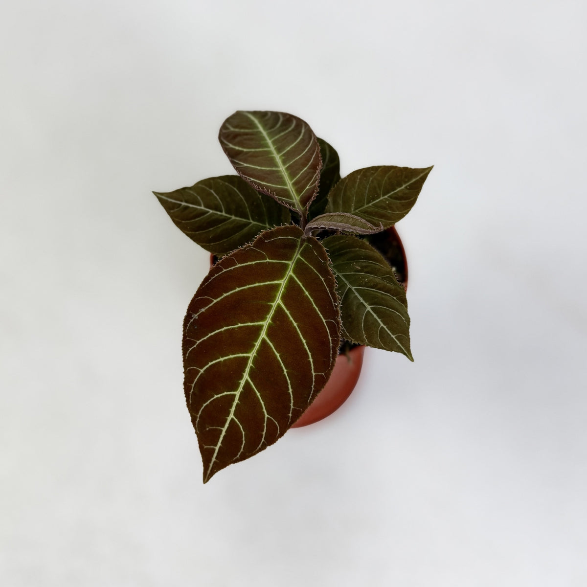 Ardisia Gigantifolia by Downtown Plant Club