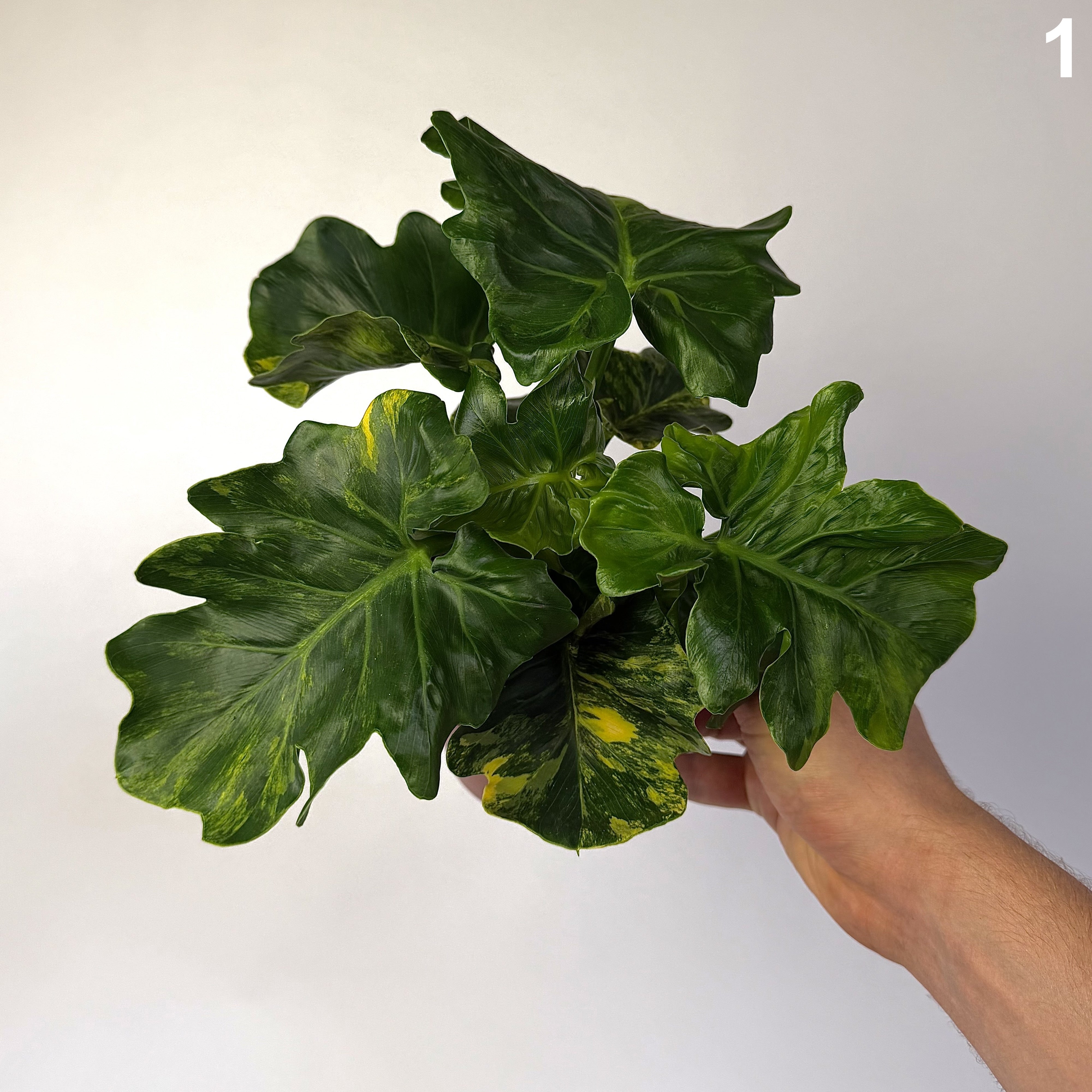 Philodendron Atom Aurea Variegata WW