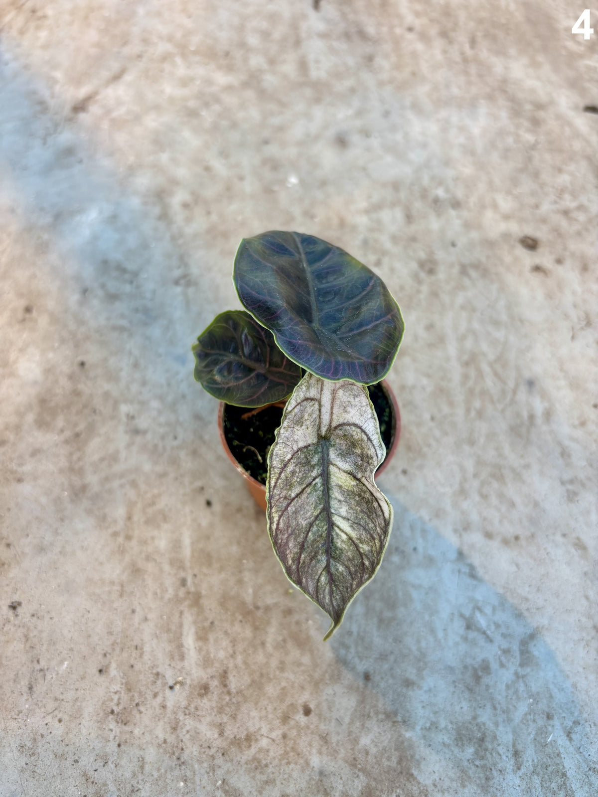 Alocasia Azlanii Albo WW