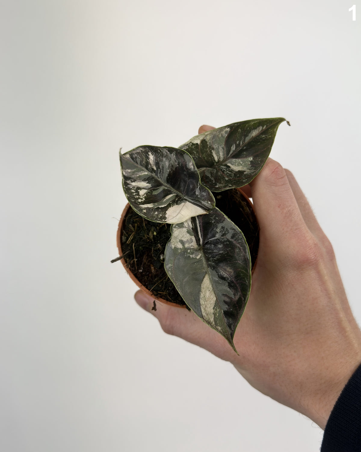 Alocasia Azlanii Albo WW