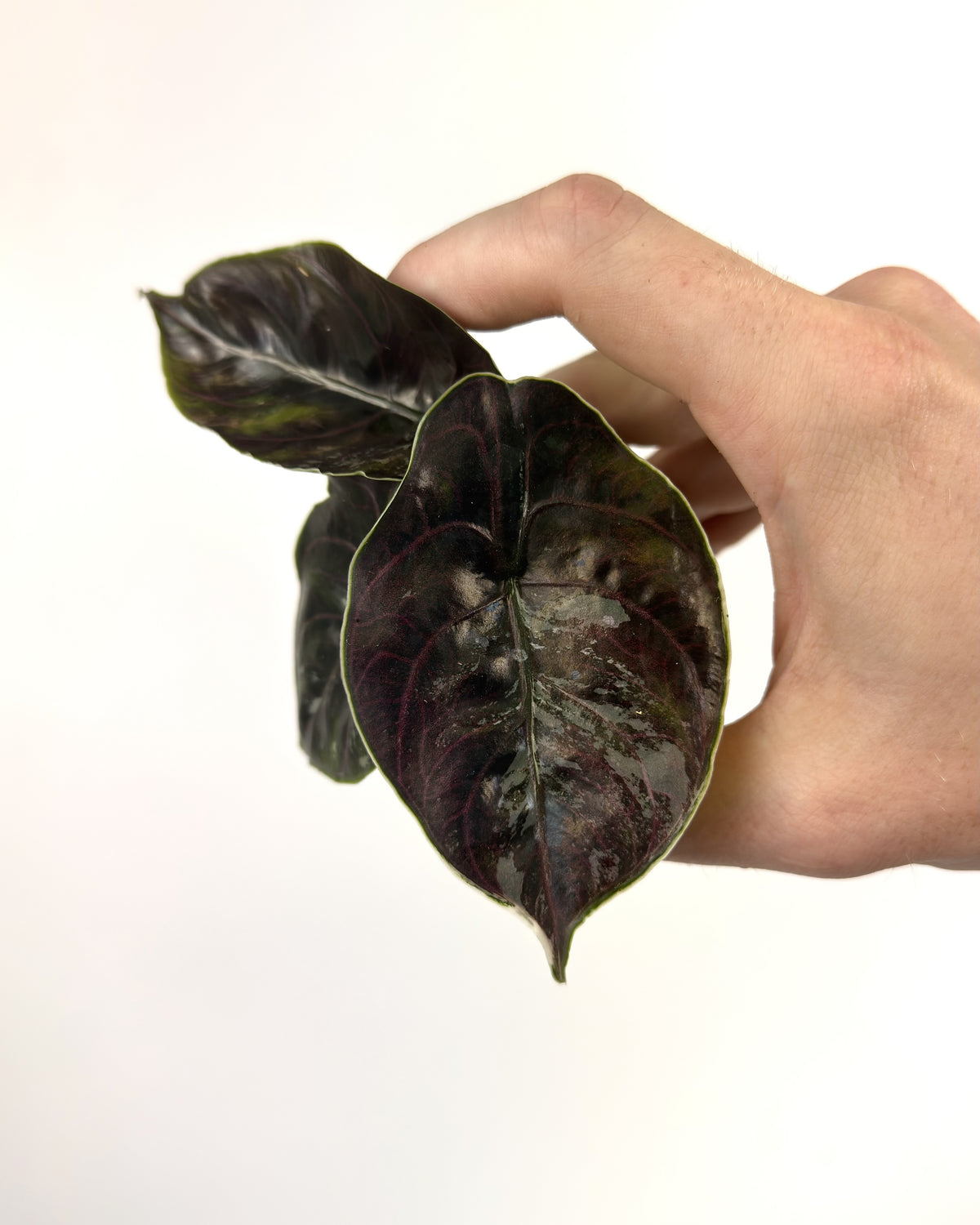 Alocasia Azlanii Albo WW