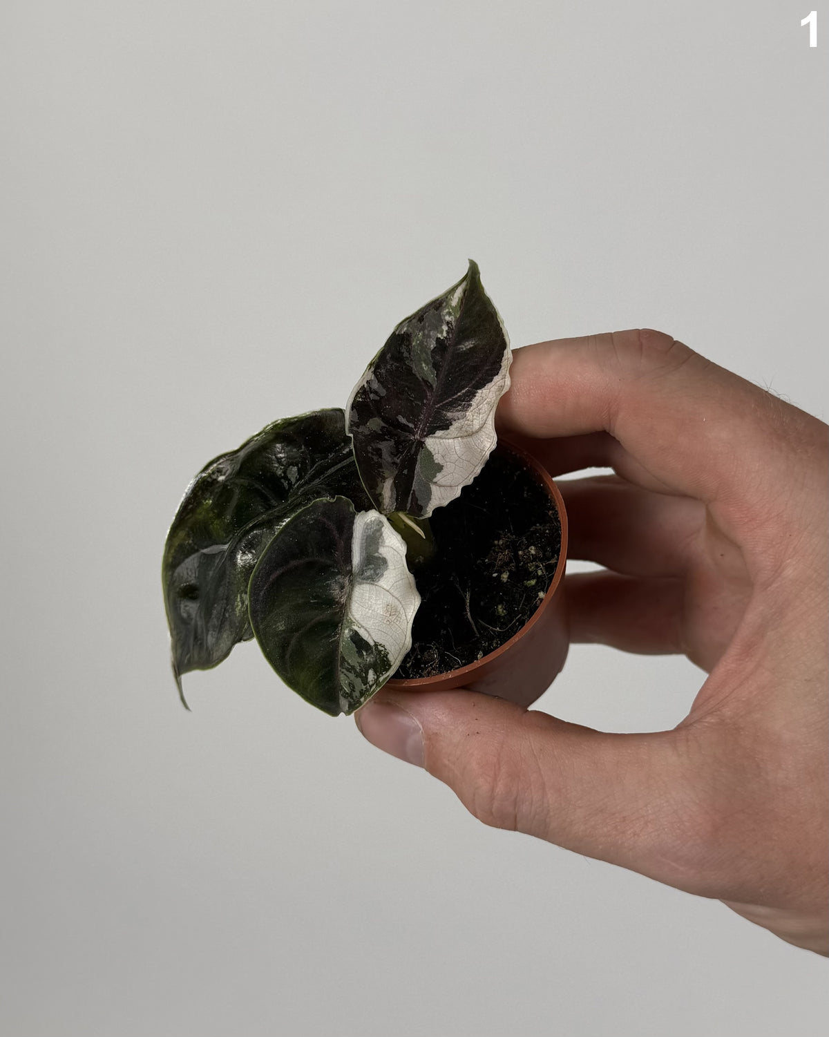 Alocasia Azlanii Albo