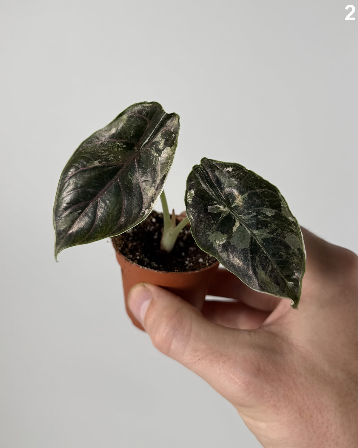 Alocasia Azlanii Albo