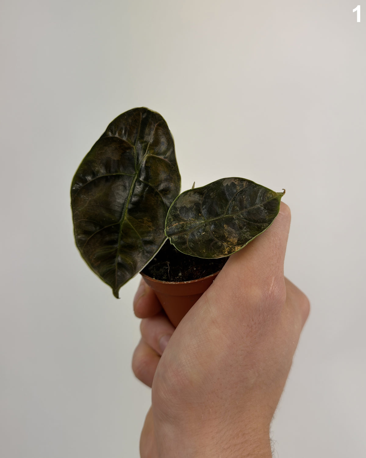 Alocasia Azlanii Aurea WW
