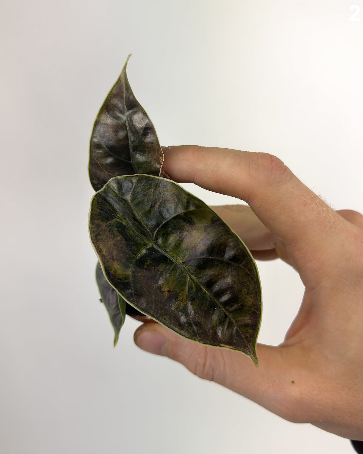 Alocasia Azlanii Aurea WW