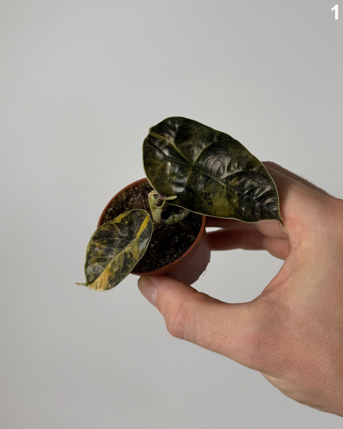 Alocasia Azlanii Aurea