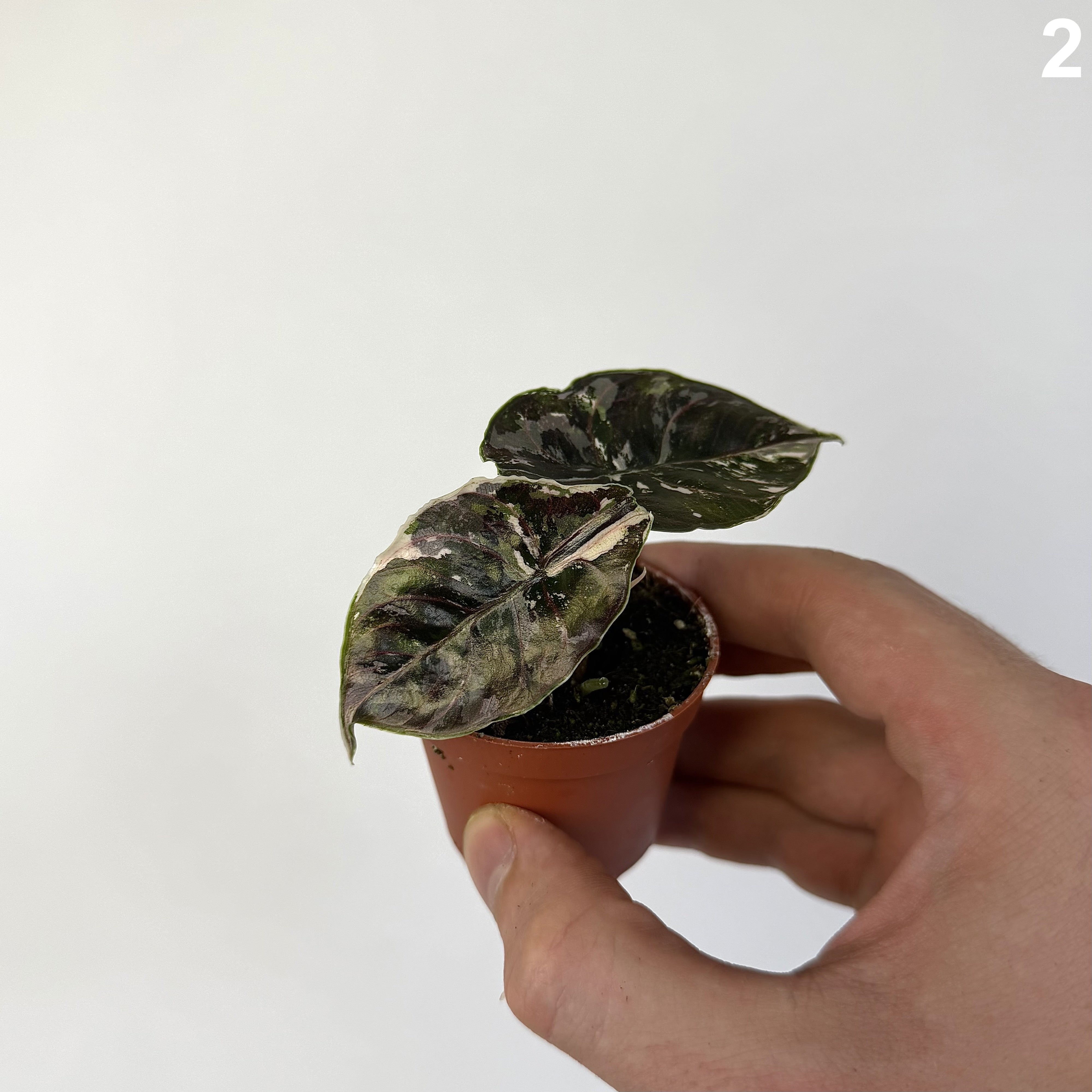 Alocasia Azlanii Albo WW