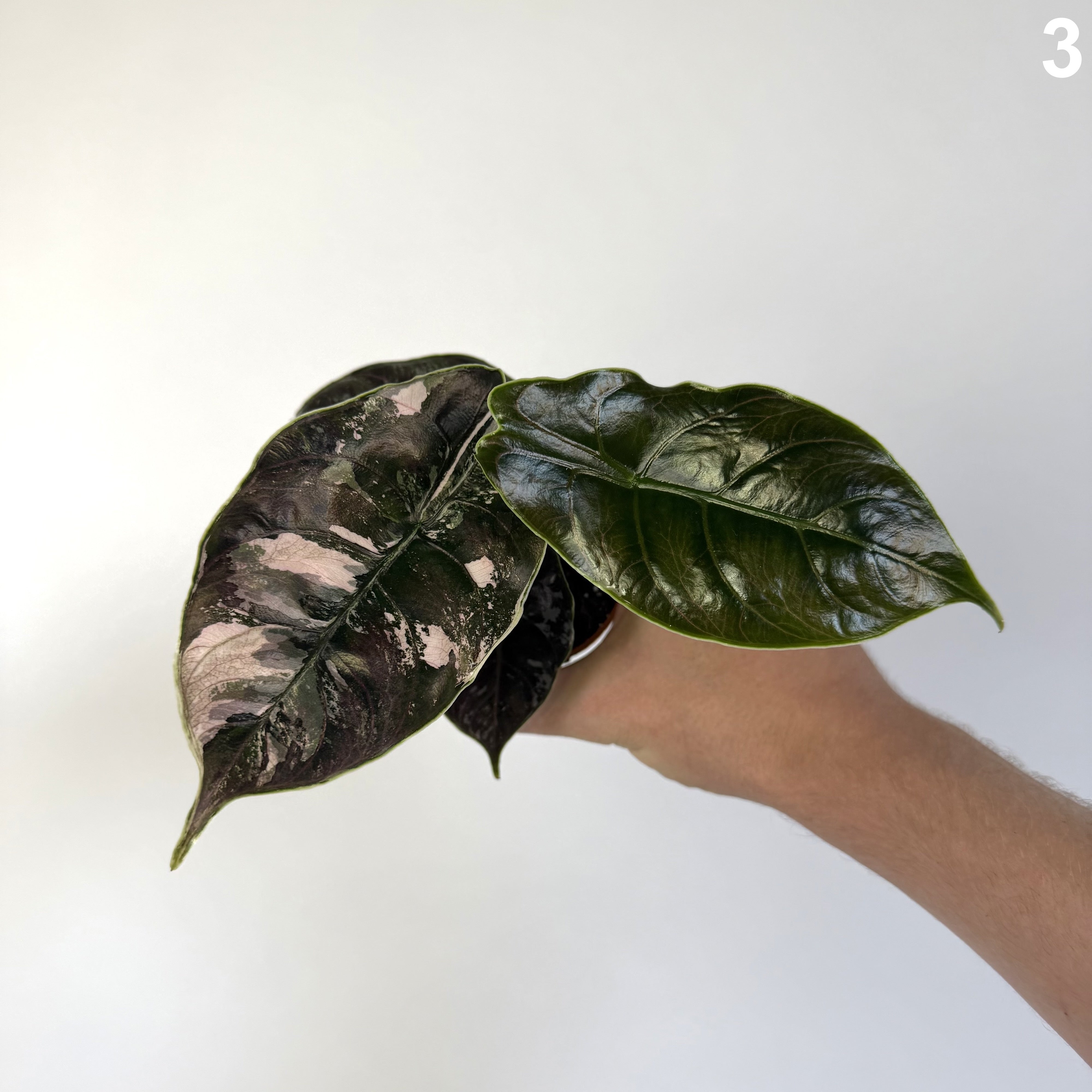 Alocasia Azlanii Albo WW