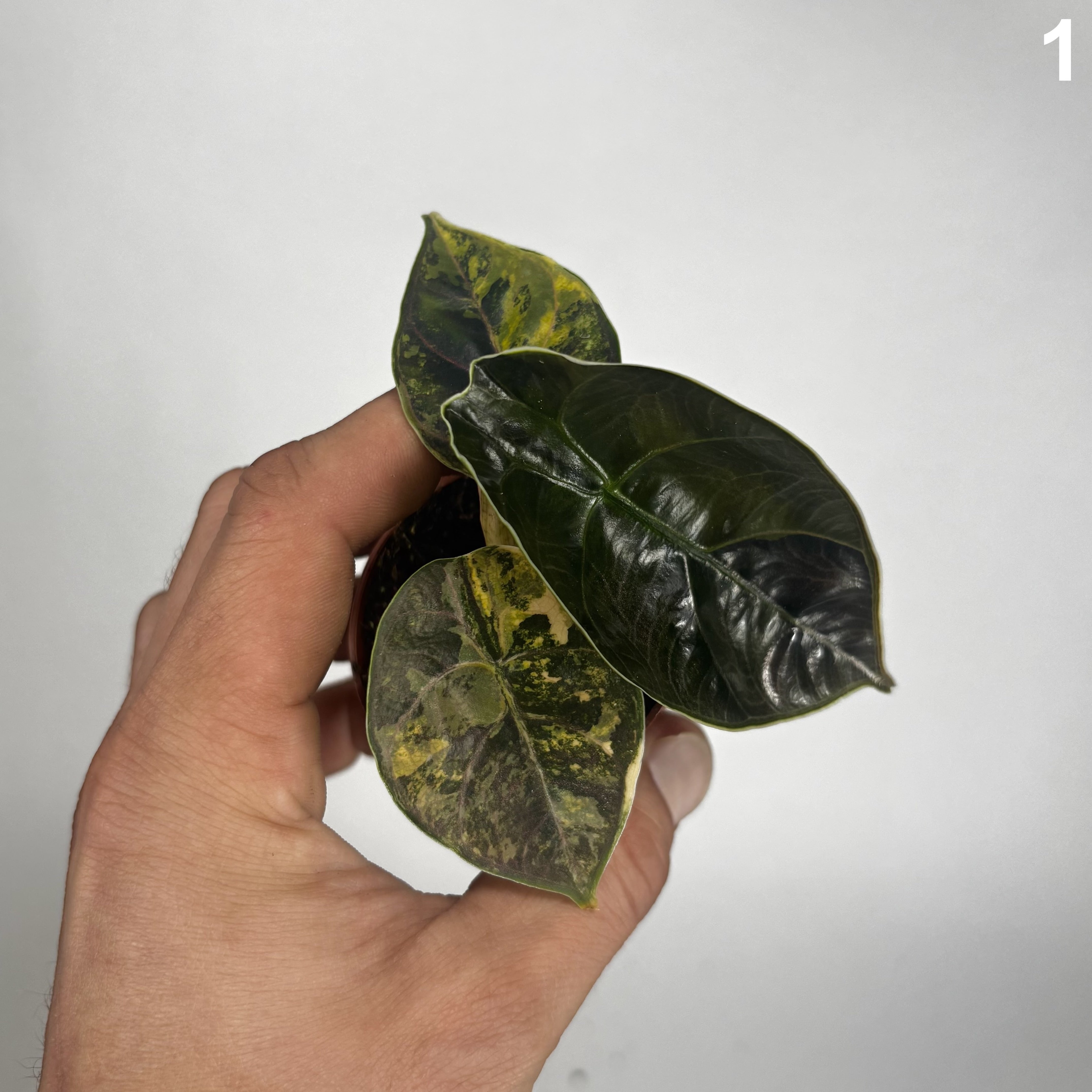 Alocasia Azlanii Aurea