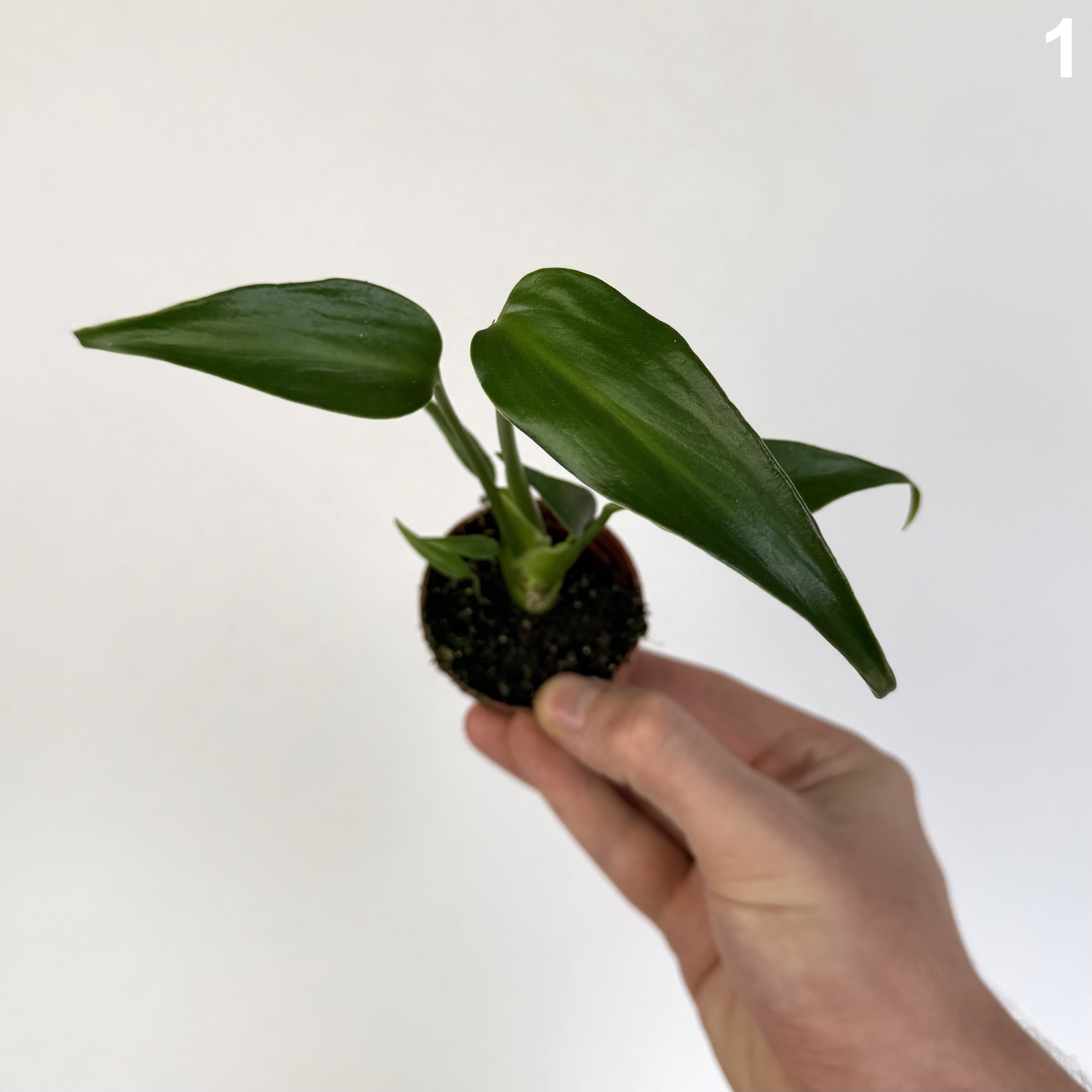 Monstera Burle Marx Flame WW