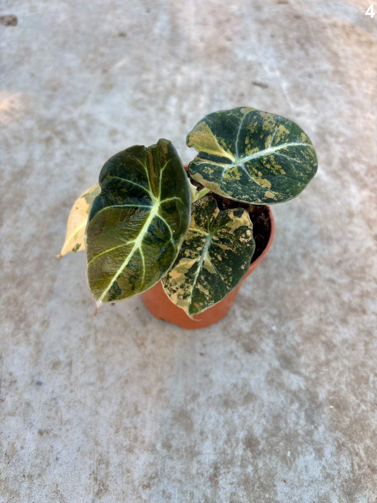 Alocasia Black Velvet Aurea WW