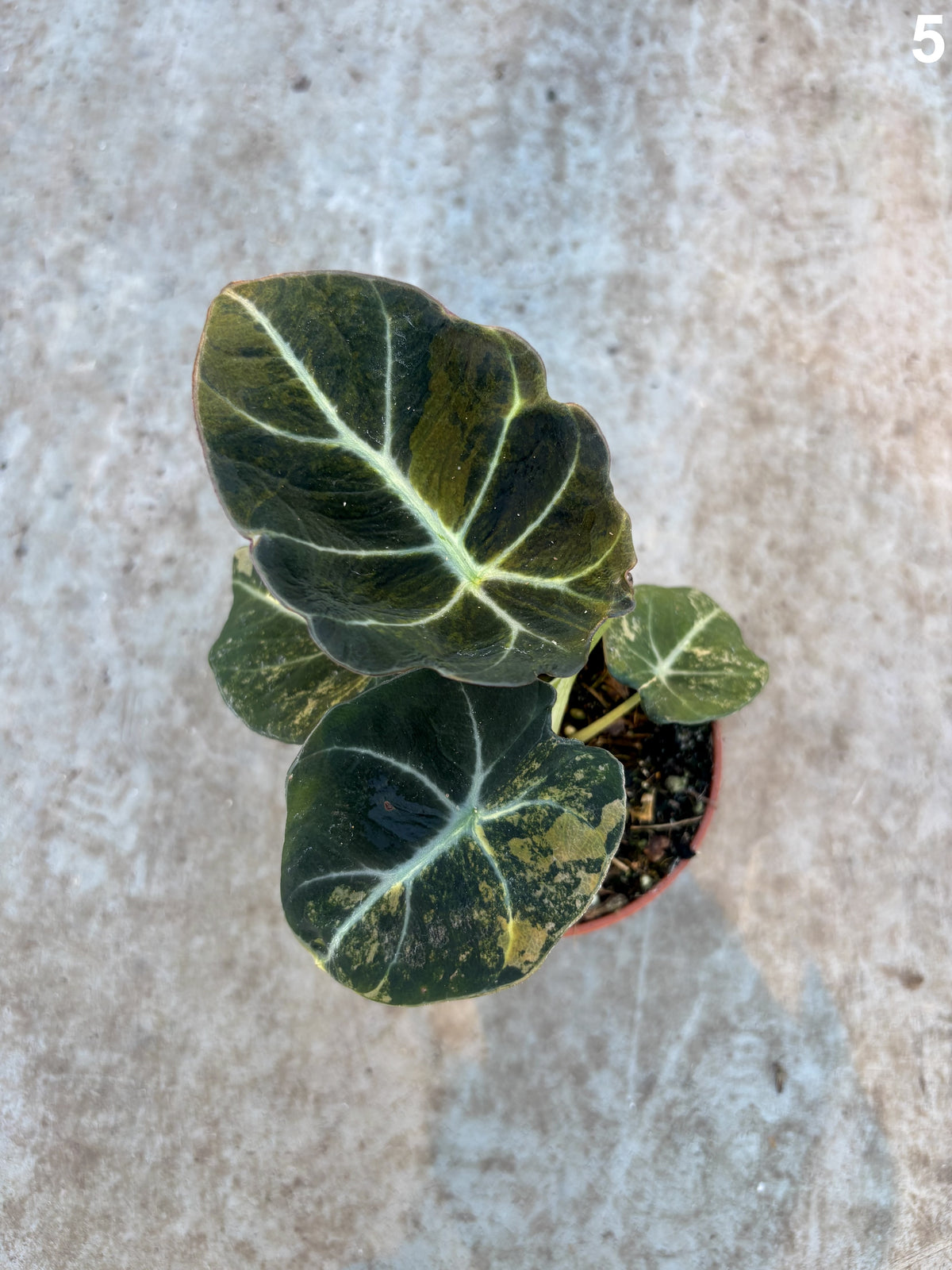Alocasia Black Velvet Aurea WW