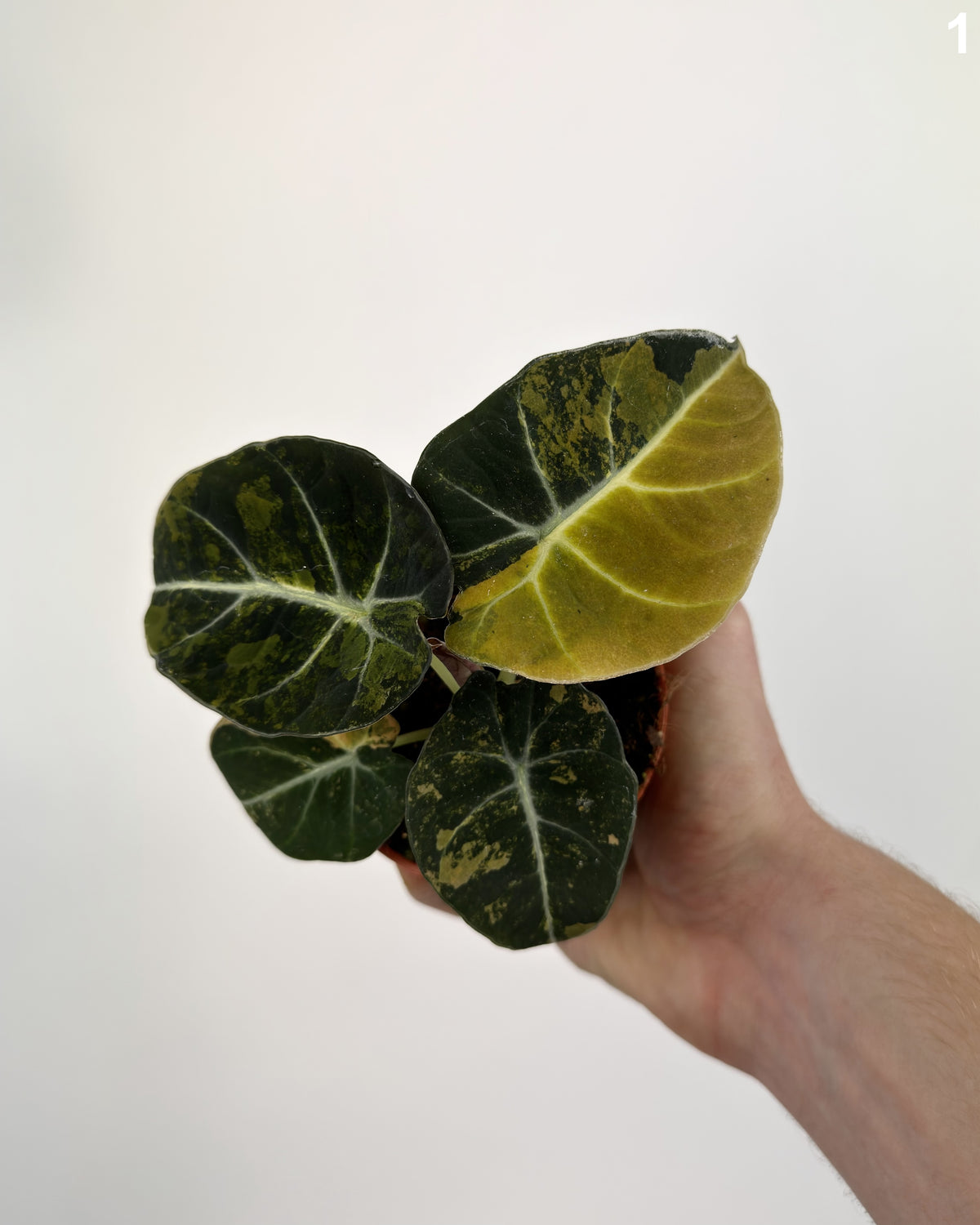 Alocasia Black Velvet Aurea WW