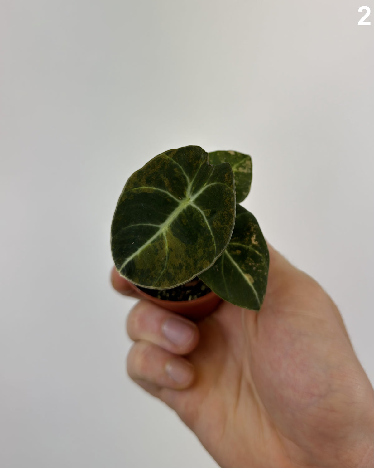 Alocasia Black Velvet Aurea WW