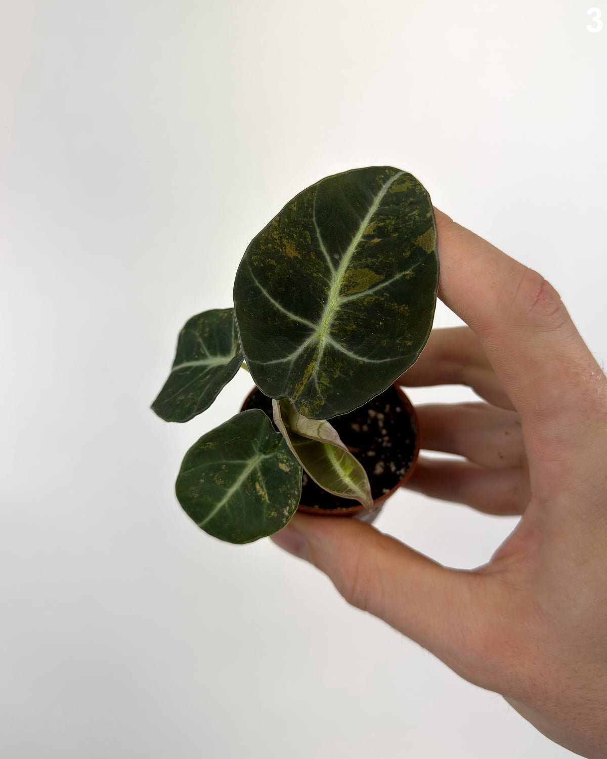 Alocasia Black Velvet Aurea WW