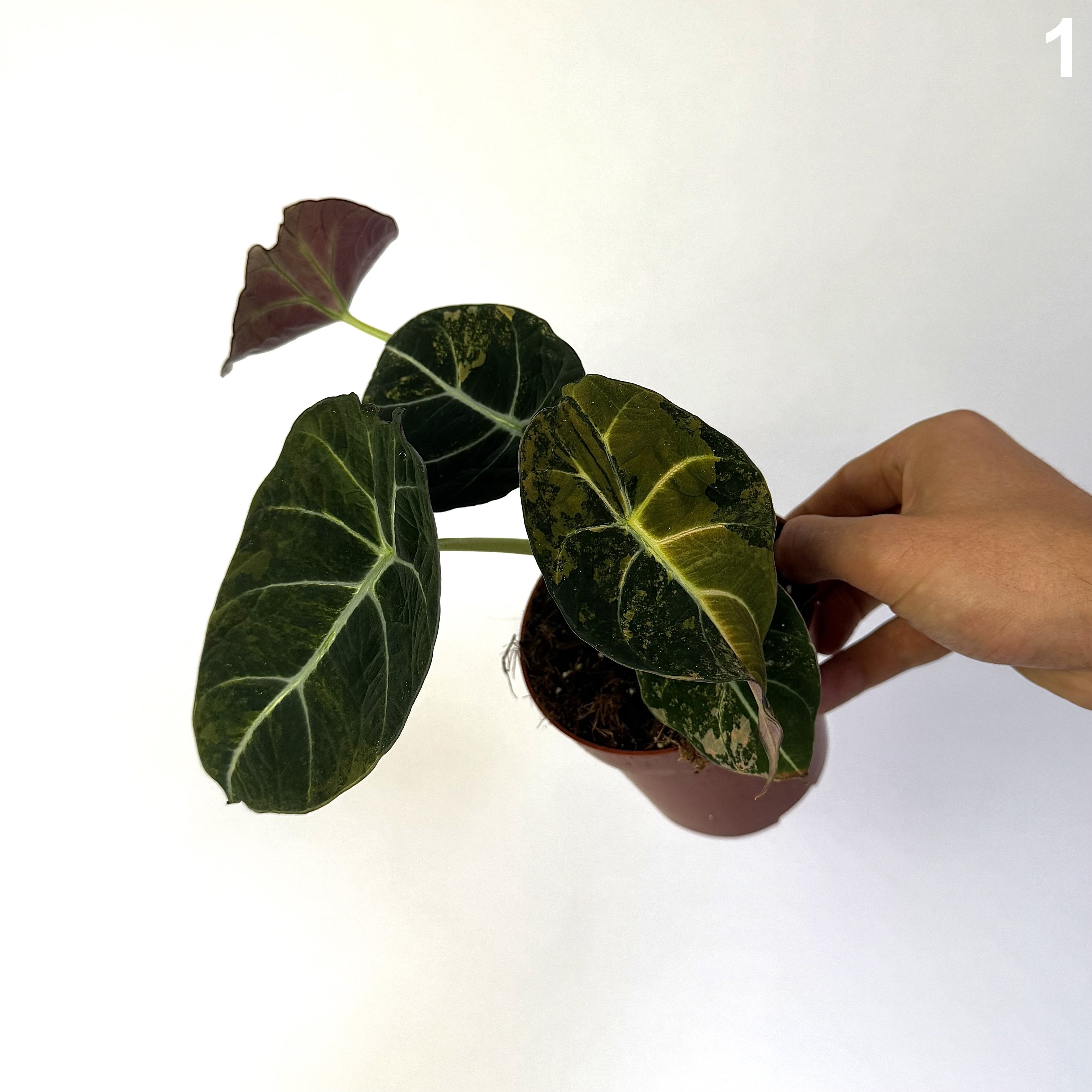 Alocasia Black Velvet Aurea WW