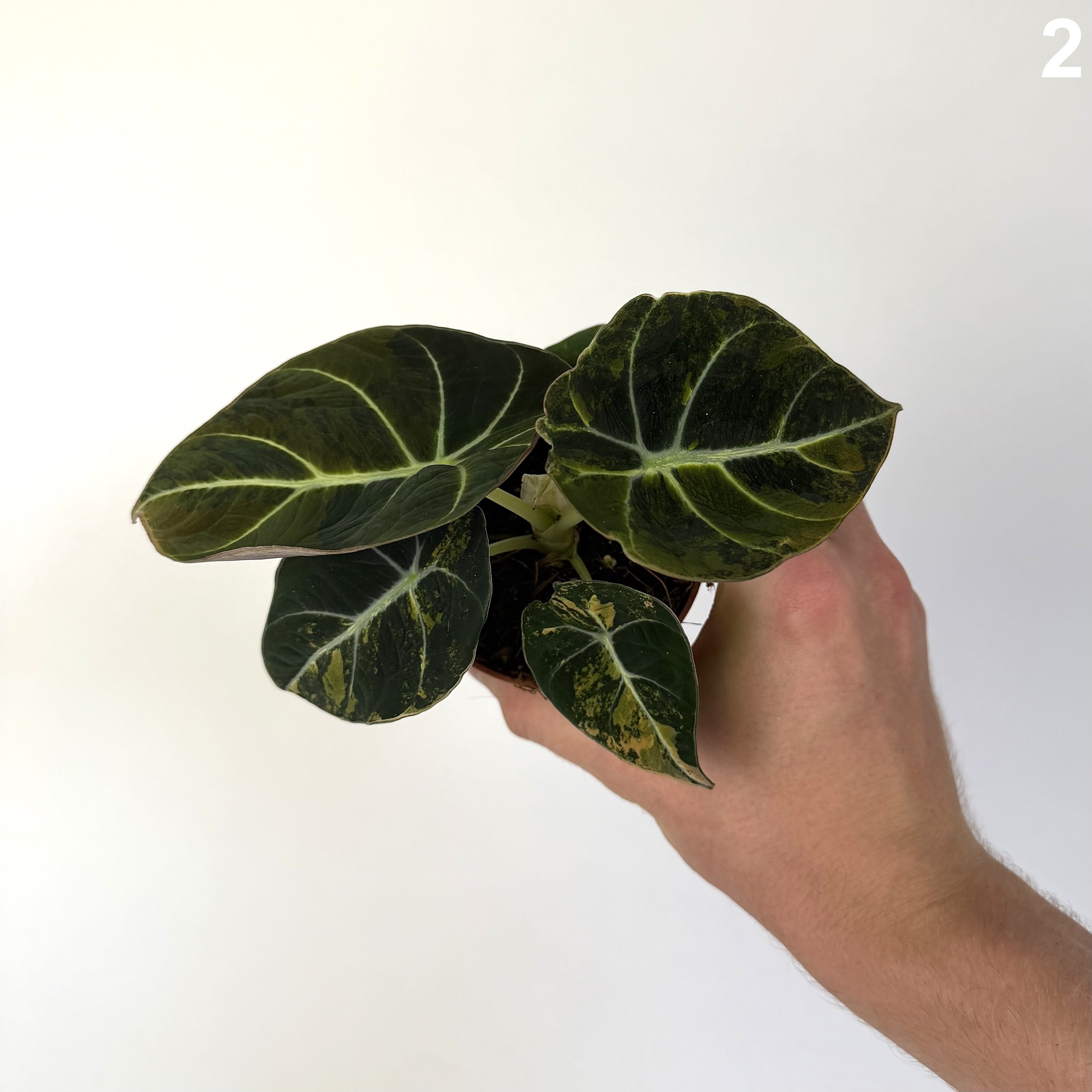 Alocasia Black Velvet Aurea WW