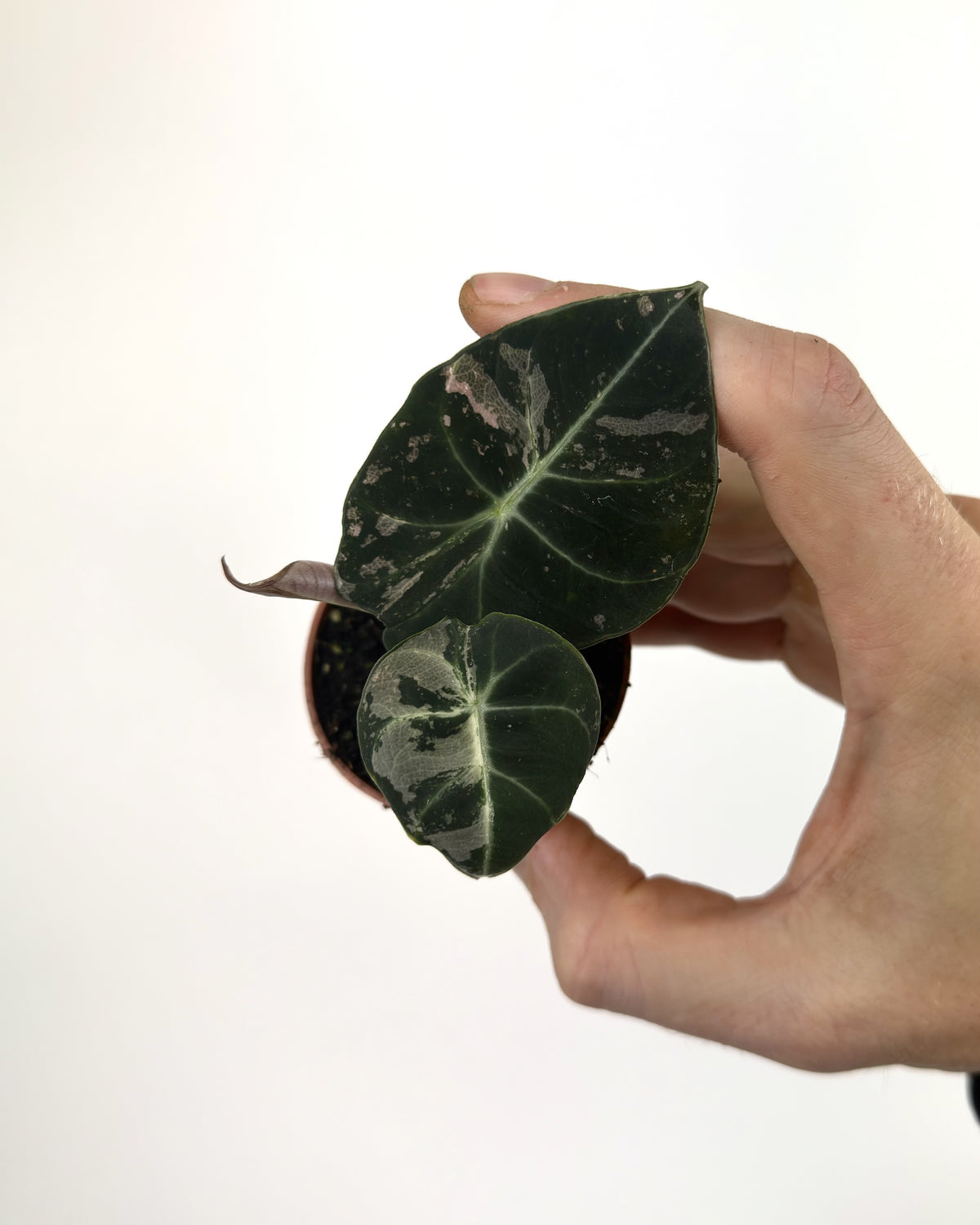 Alocasia Black Velvet Pink WW