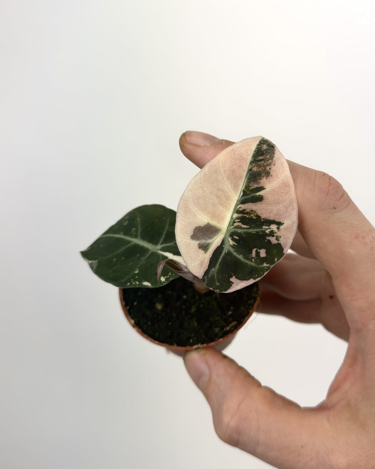 Alocasia Black Velvet Pink WW