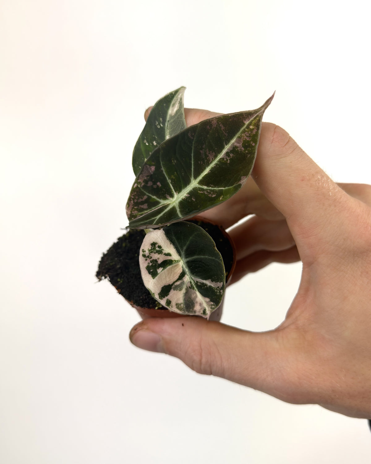 Alocasia Black Velvet Pink WW