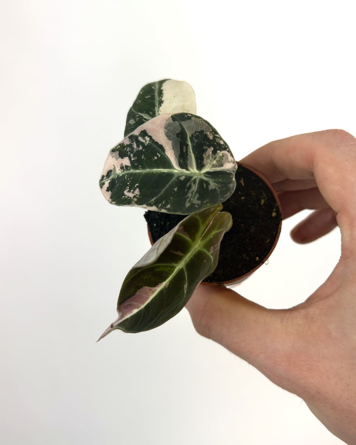 Alocasia Black Velvet Pink WW