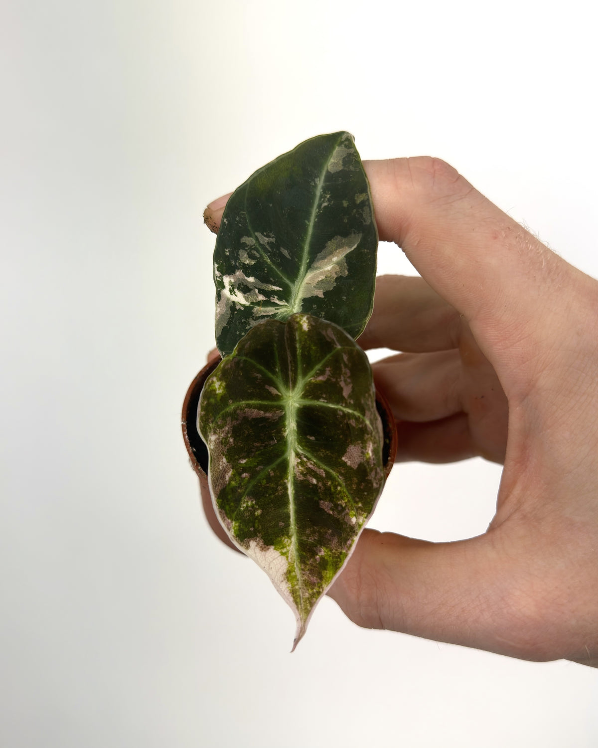 Alocasia Black Velvet Pink WW