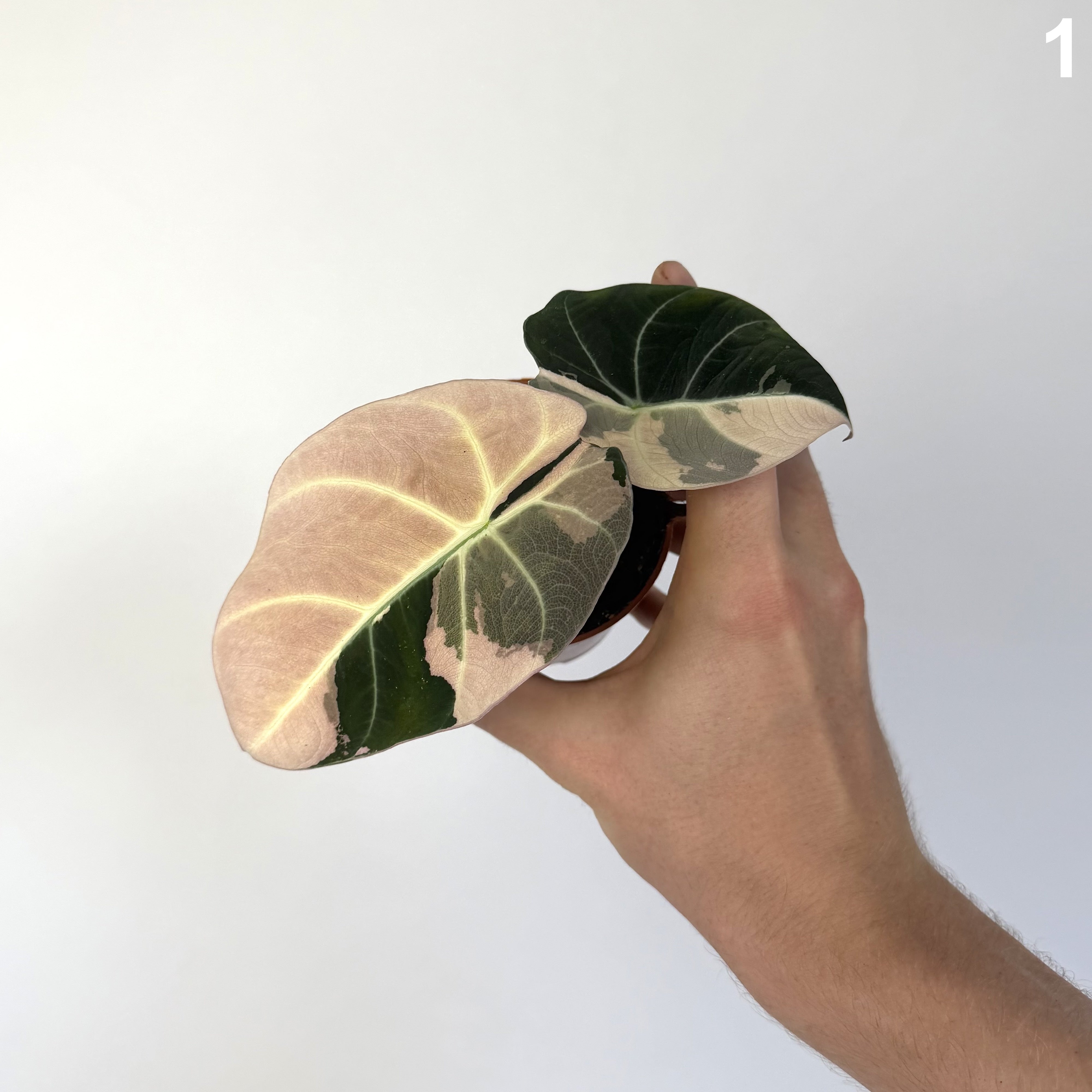 Alocasia Black Velvet Pink WW