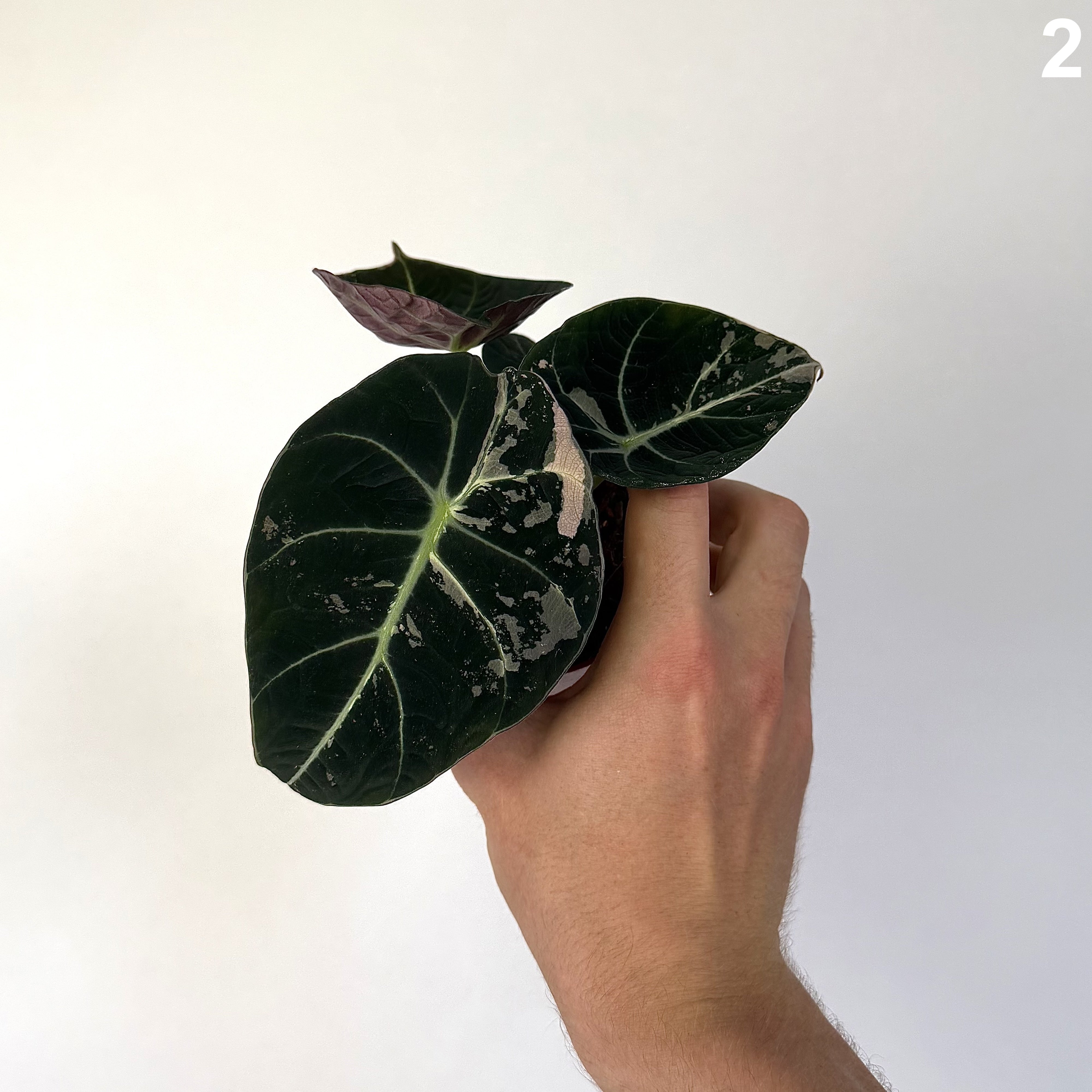 Alocasia Black Velvet Pink WW