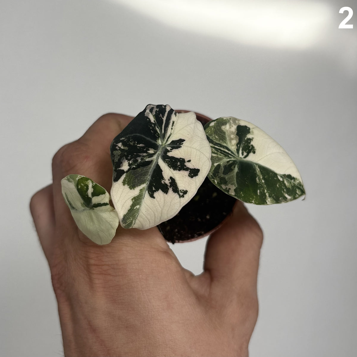 Alocasia Black Velvet Pink WW