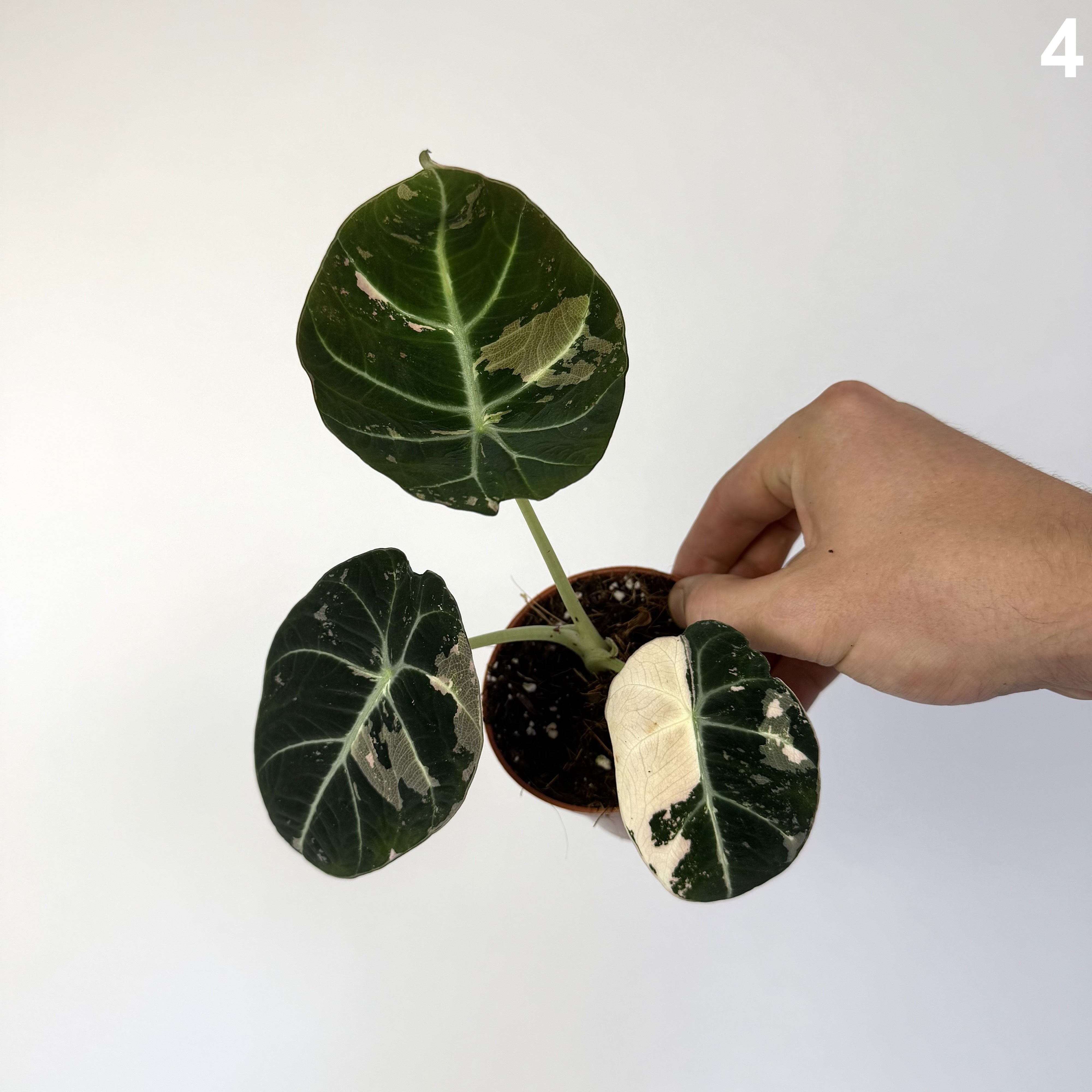 Alocasia Black Velvet Pink WW