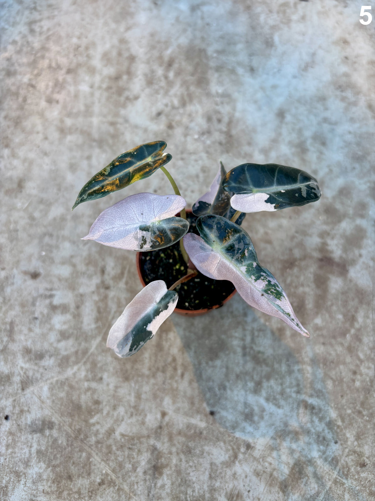 Alocasia Bambino Pink WW